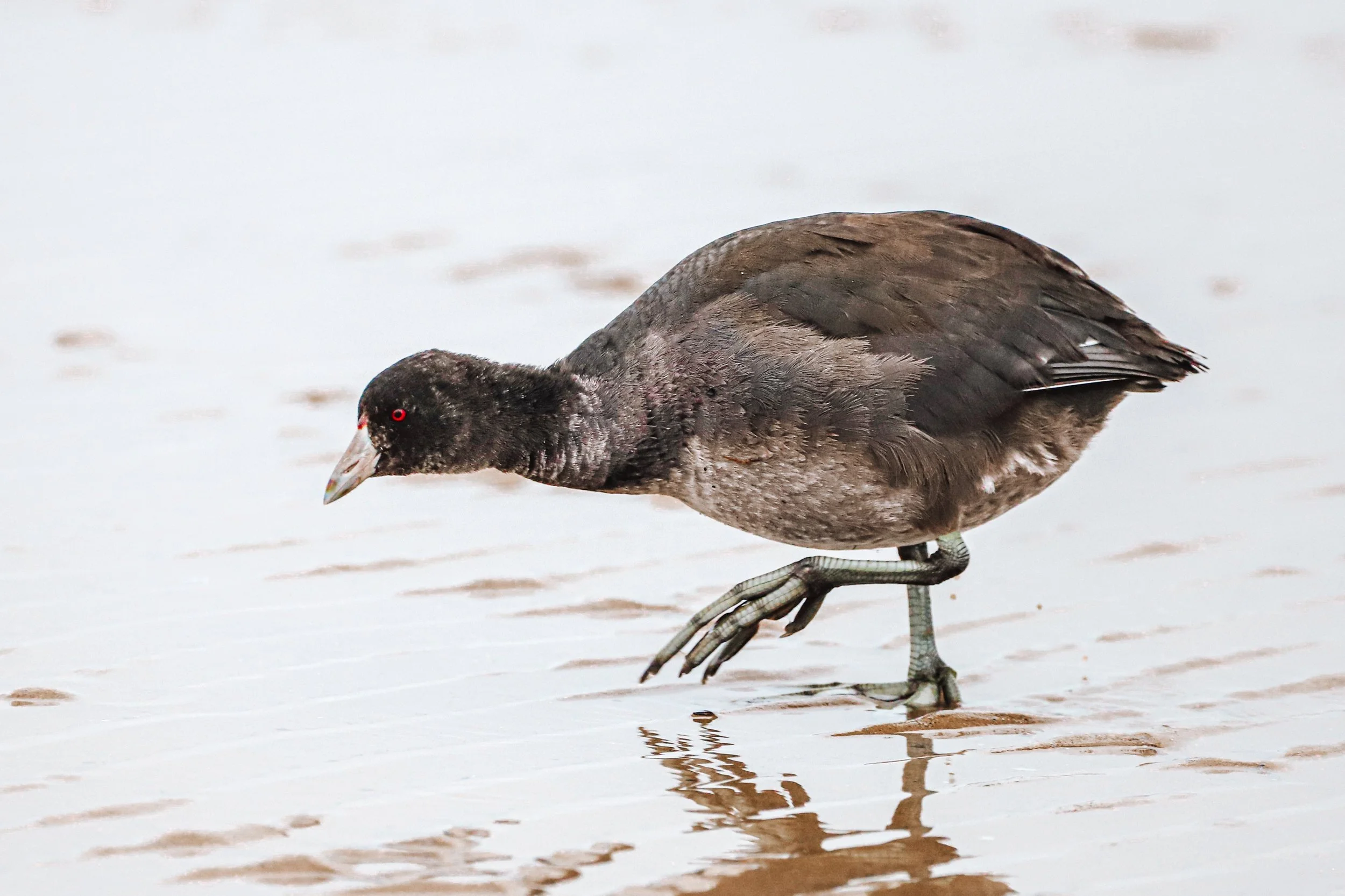 Coot on the beach
