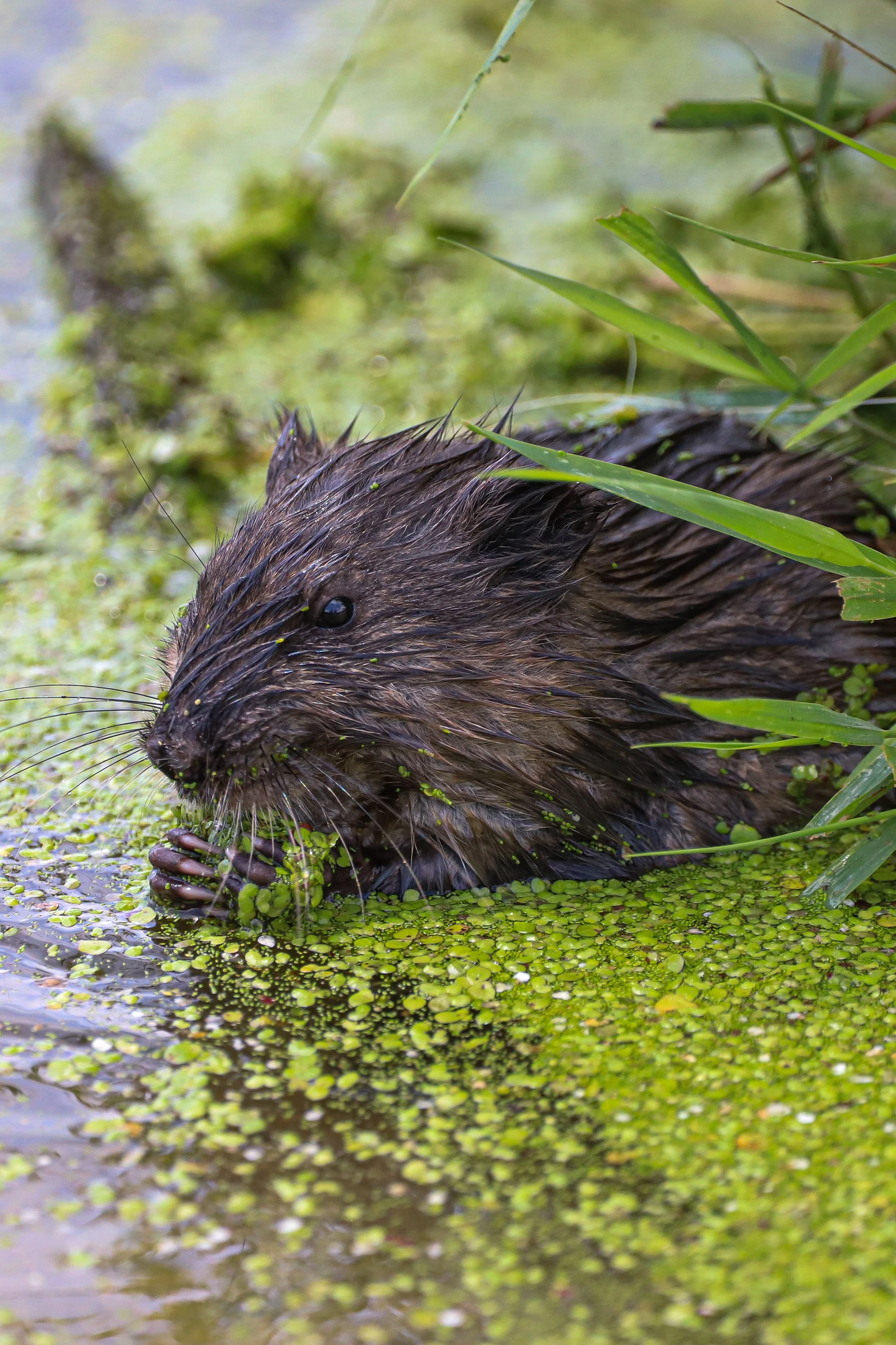 Muskrat