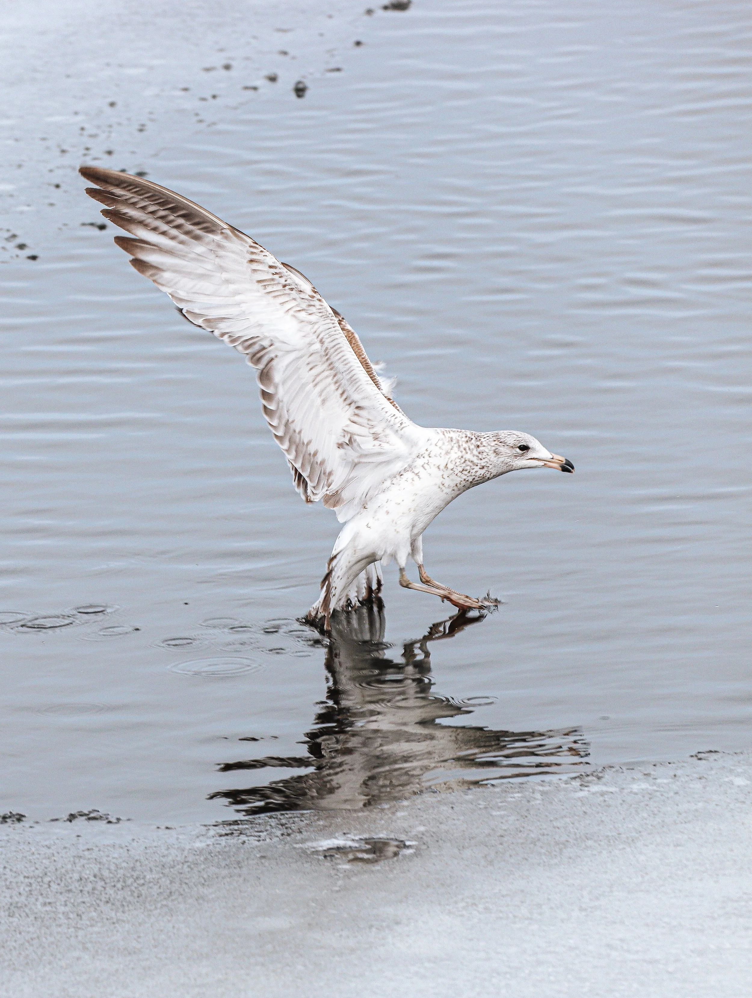 Ring-billed gull