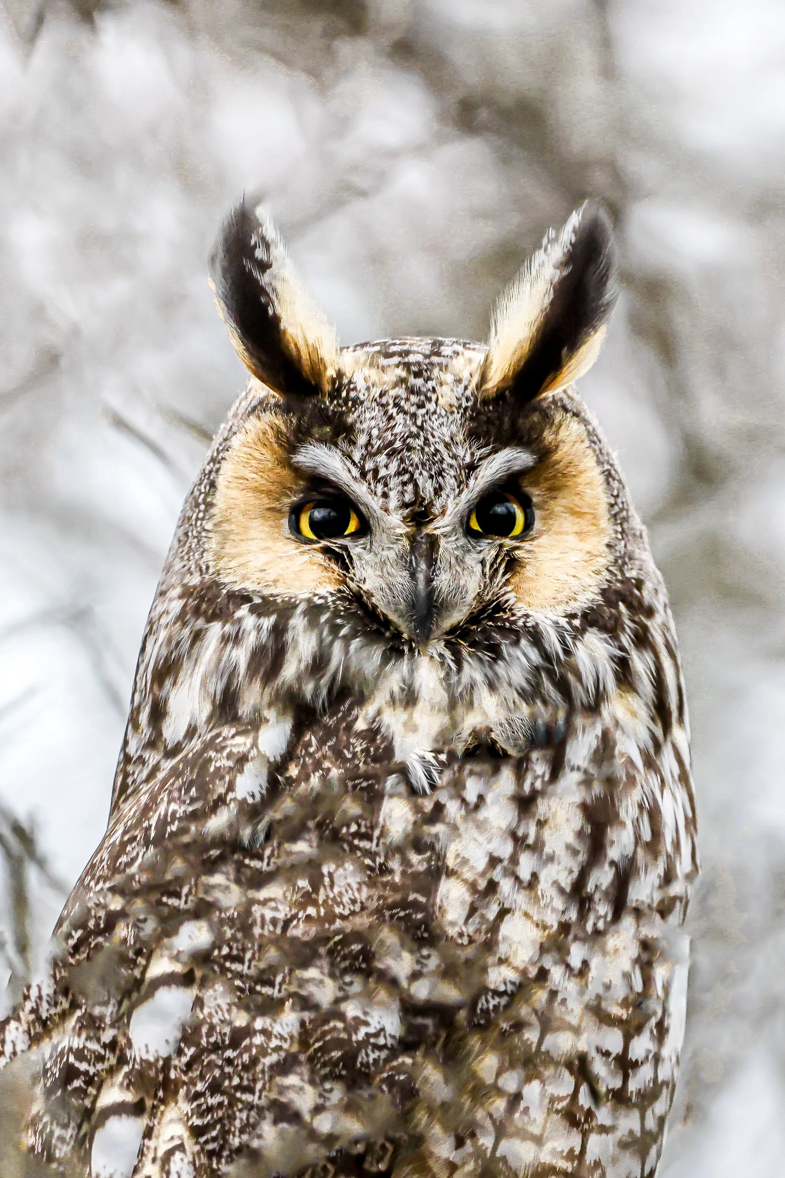 Long eared owl portrait