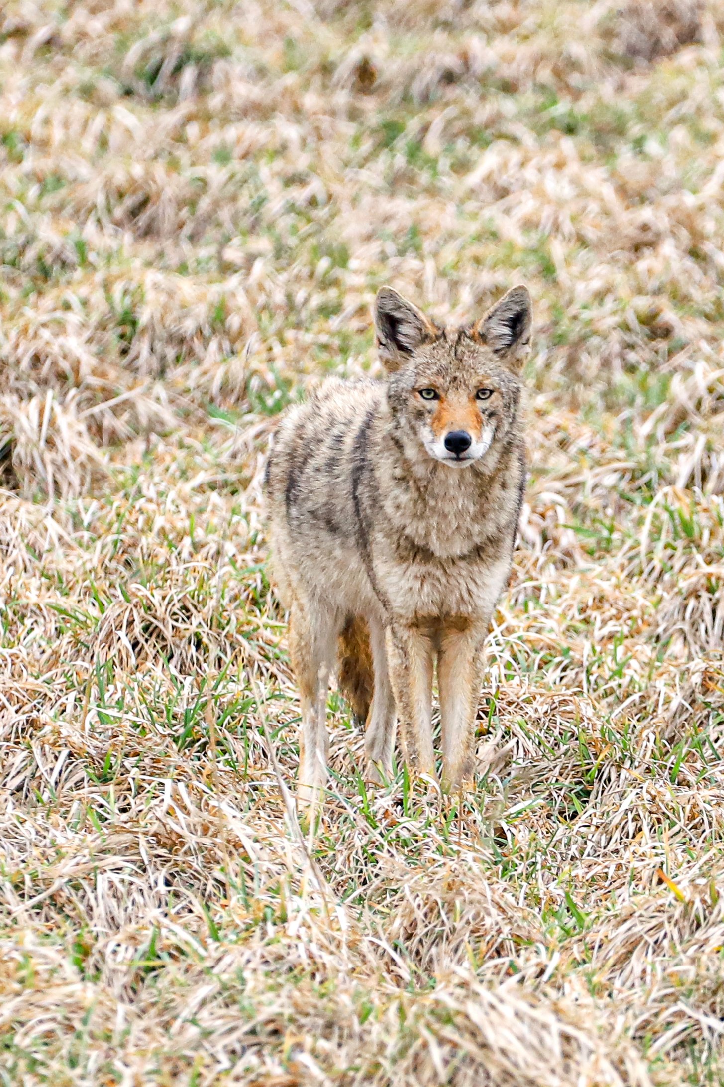 Eastern coyote 