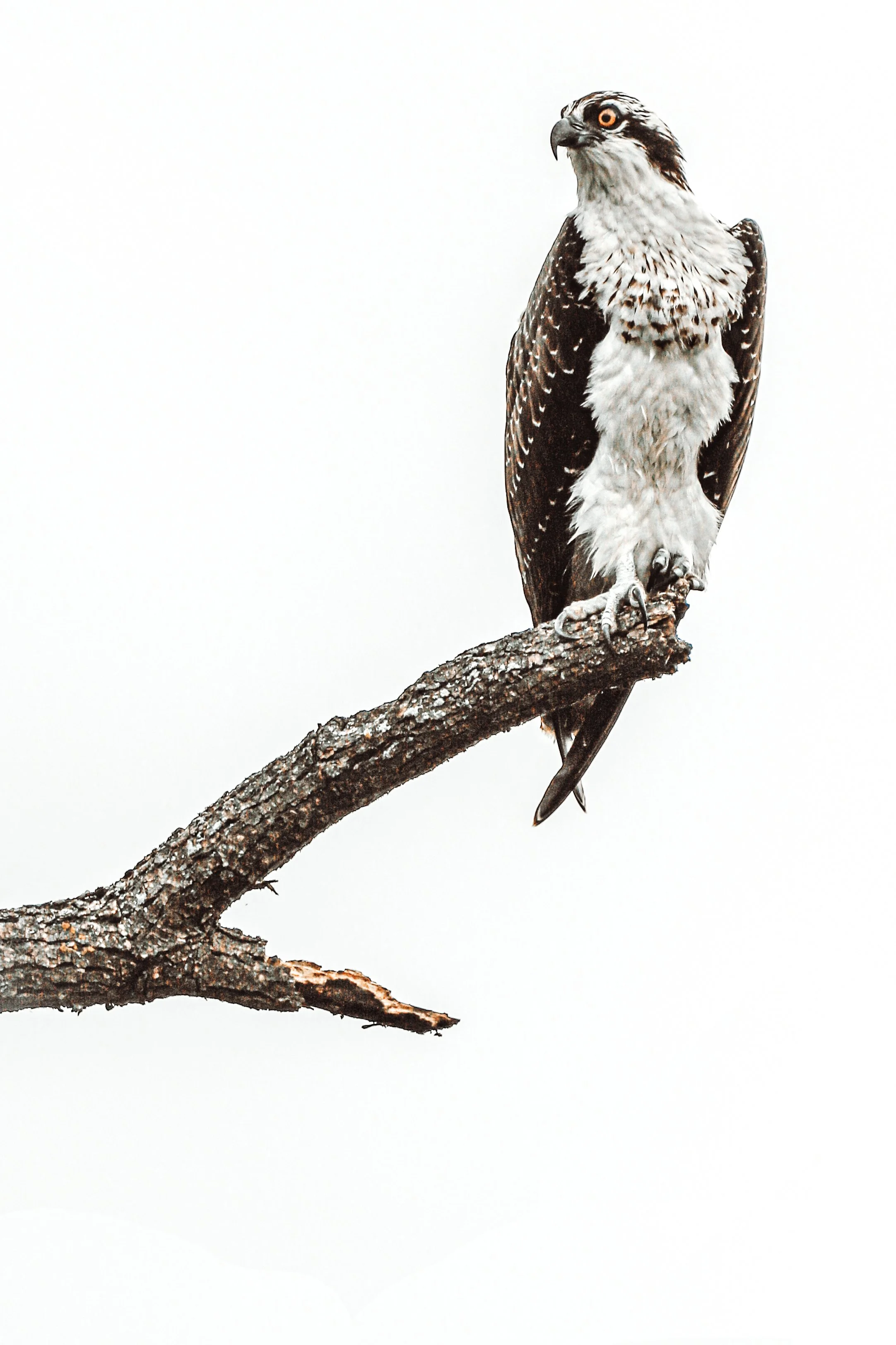 Artistic osprey