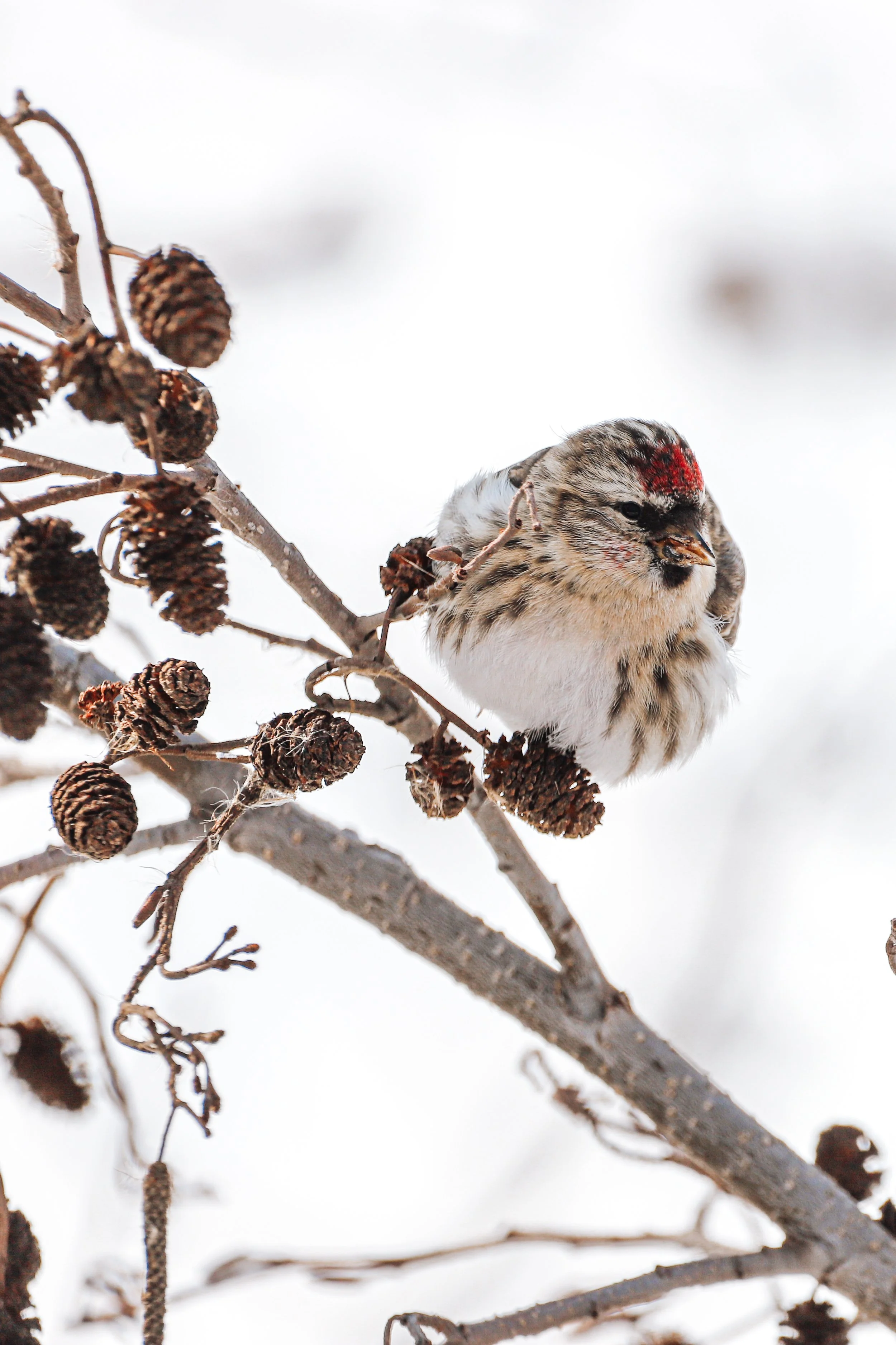 Common redpoll