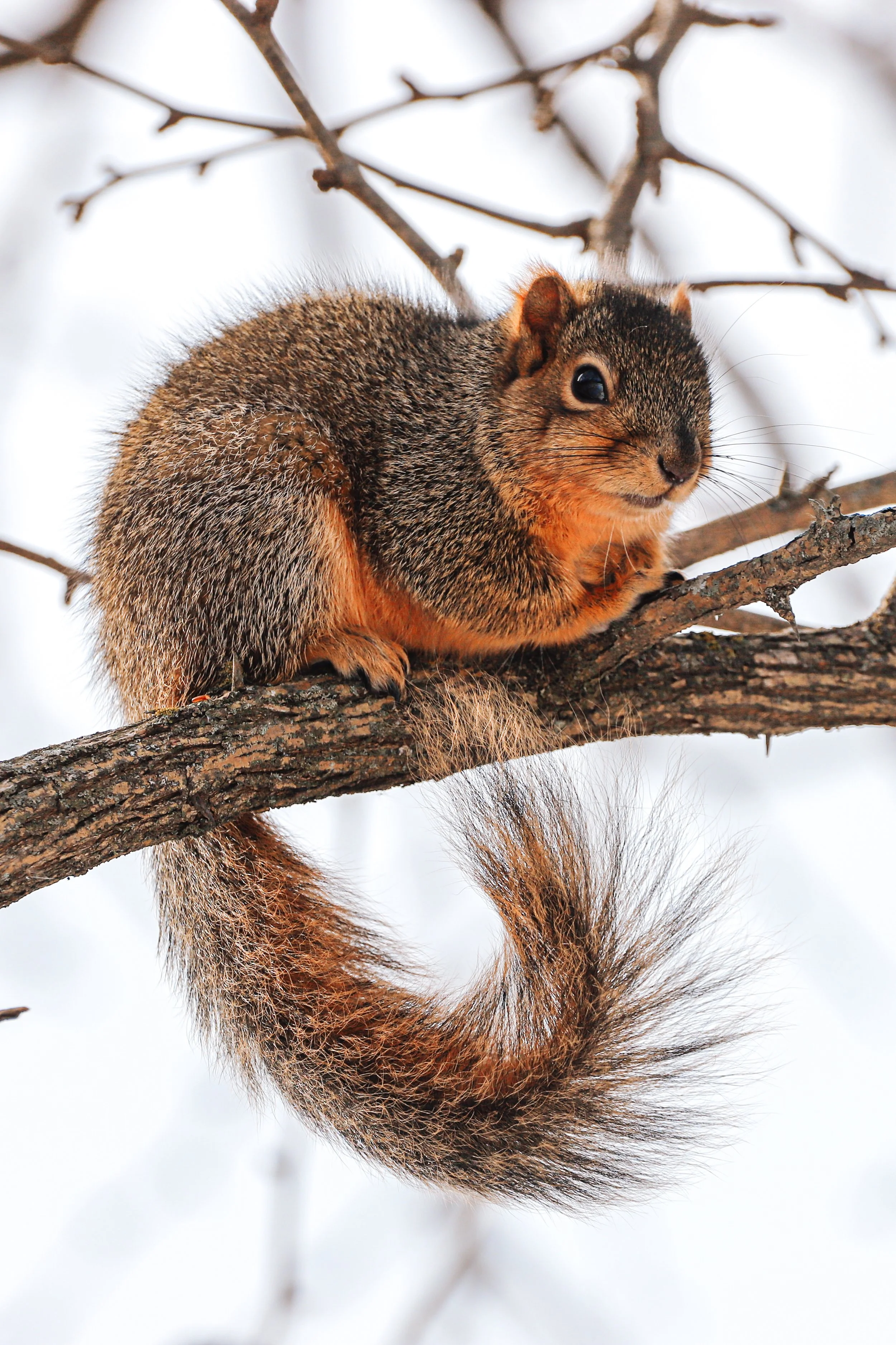 Fox squirrel