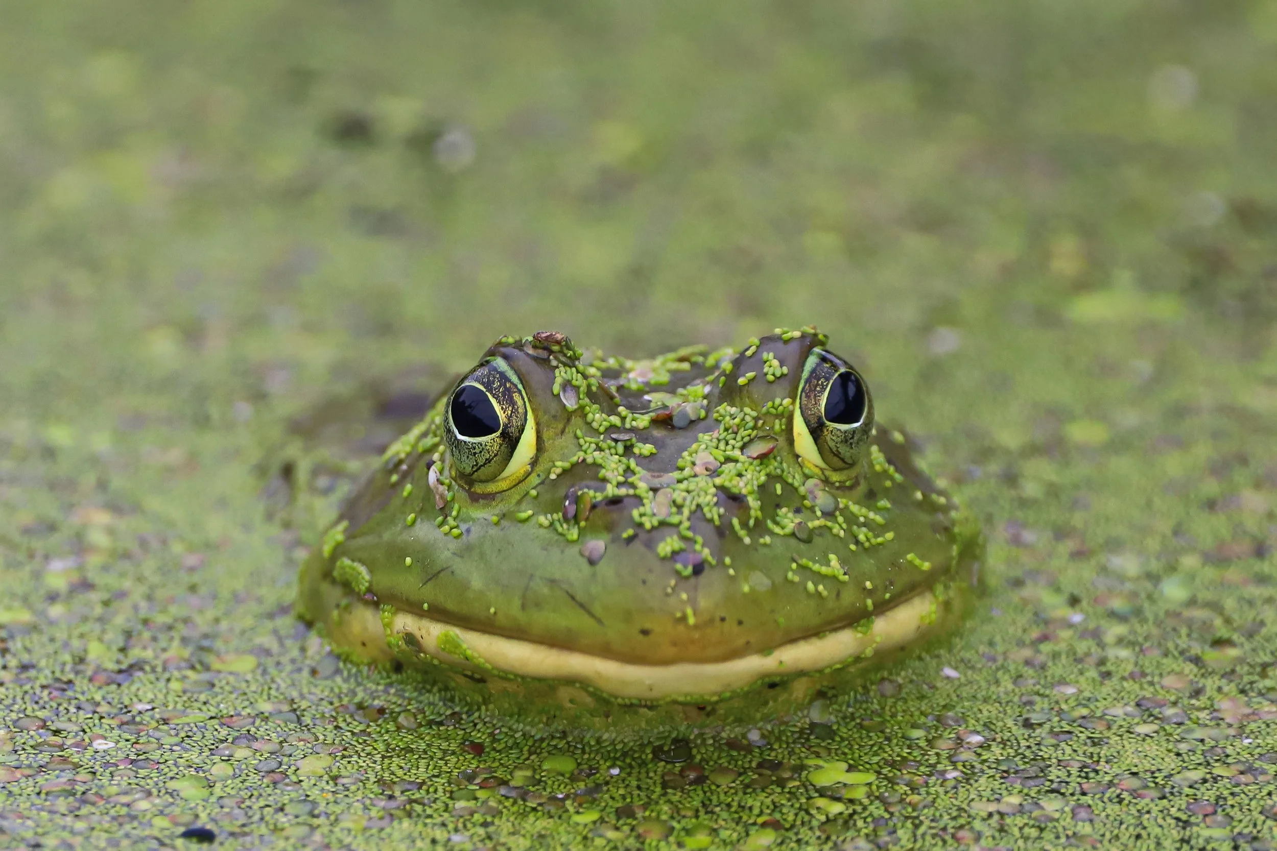 American bullfrog