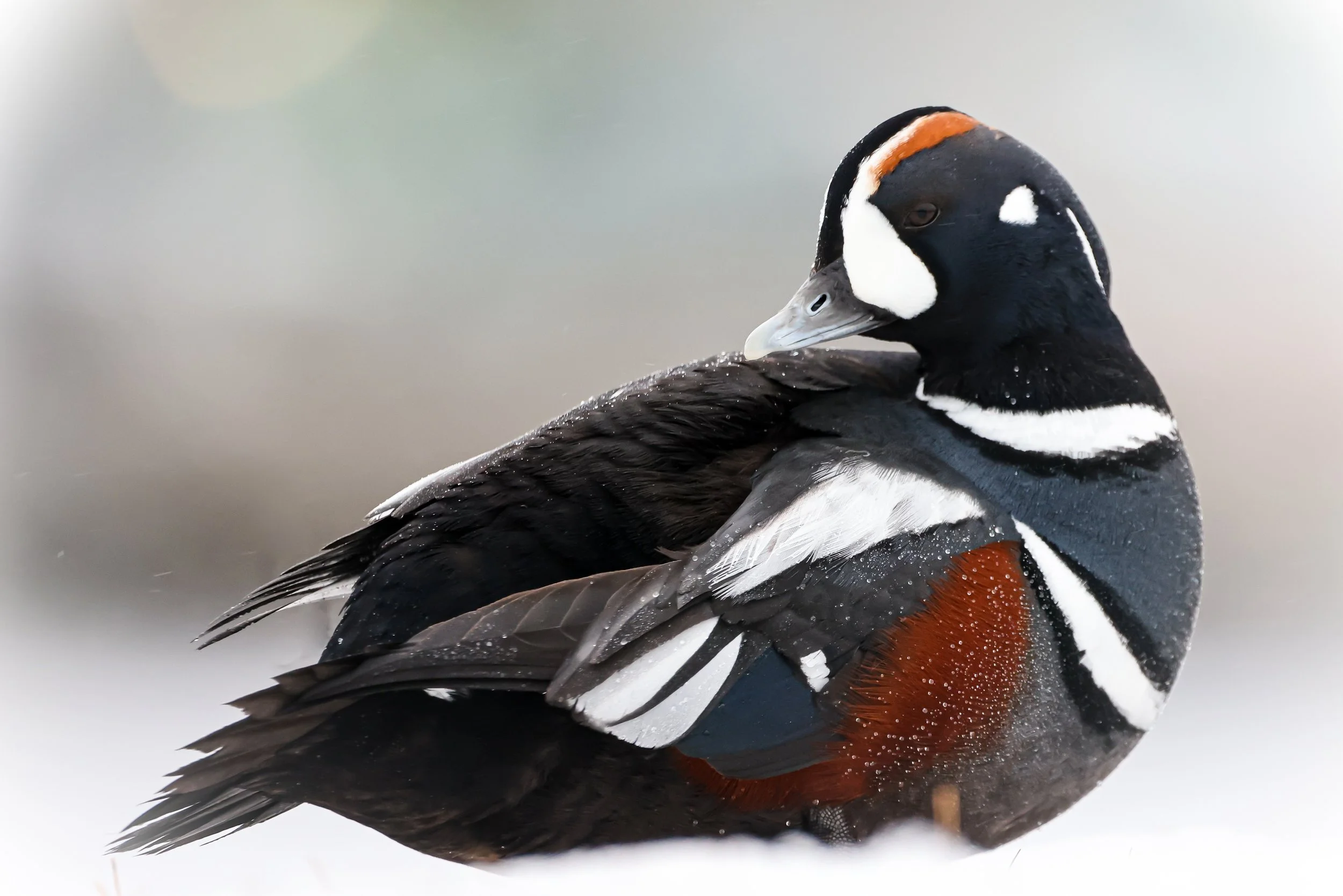 Harlequin drake portrait