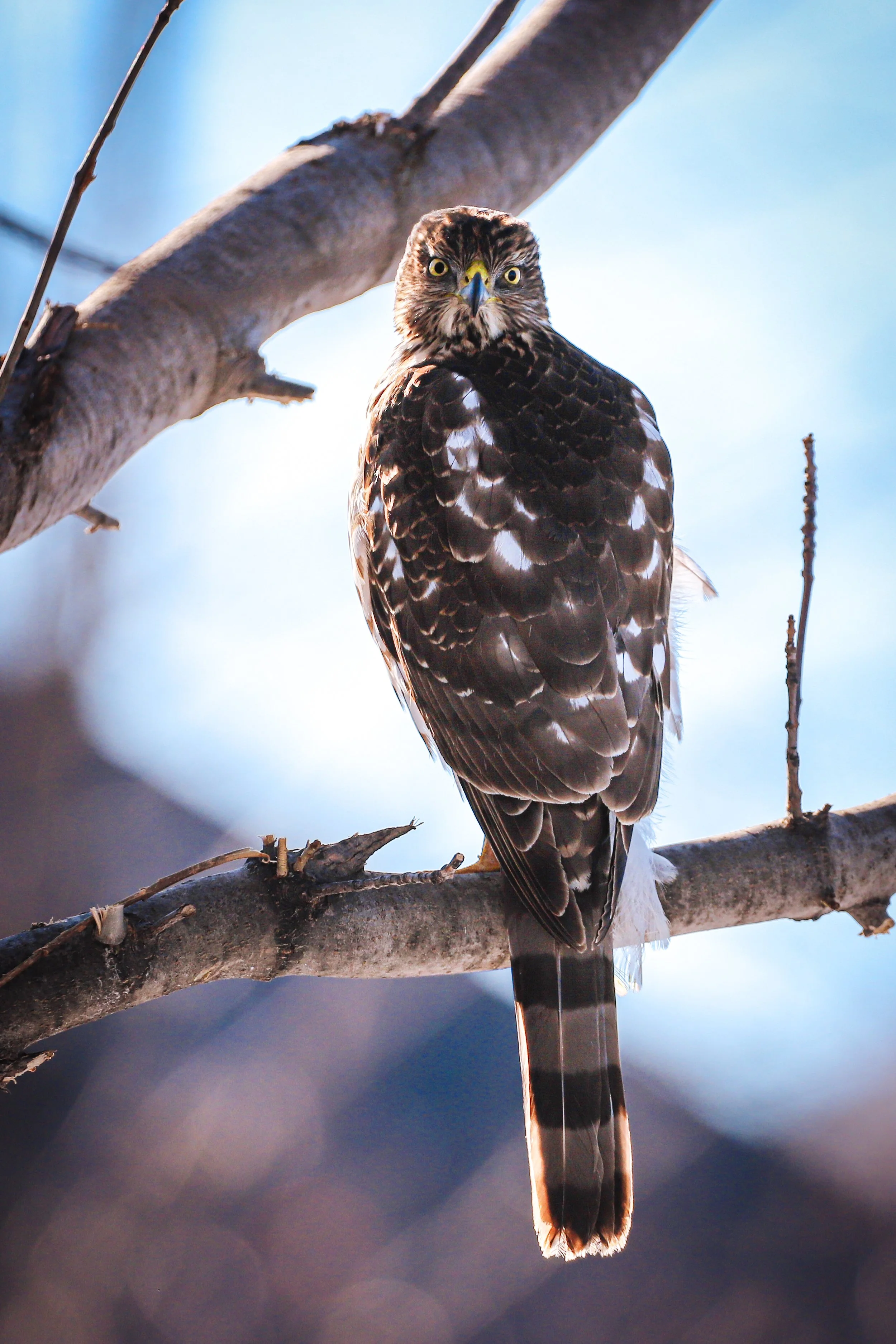 Cooper's hawk