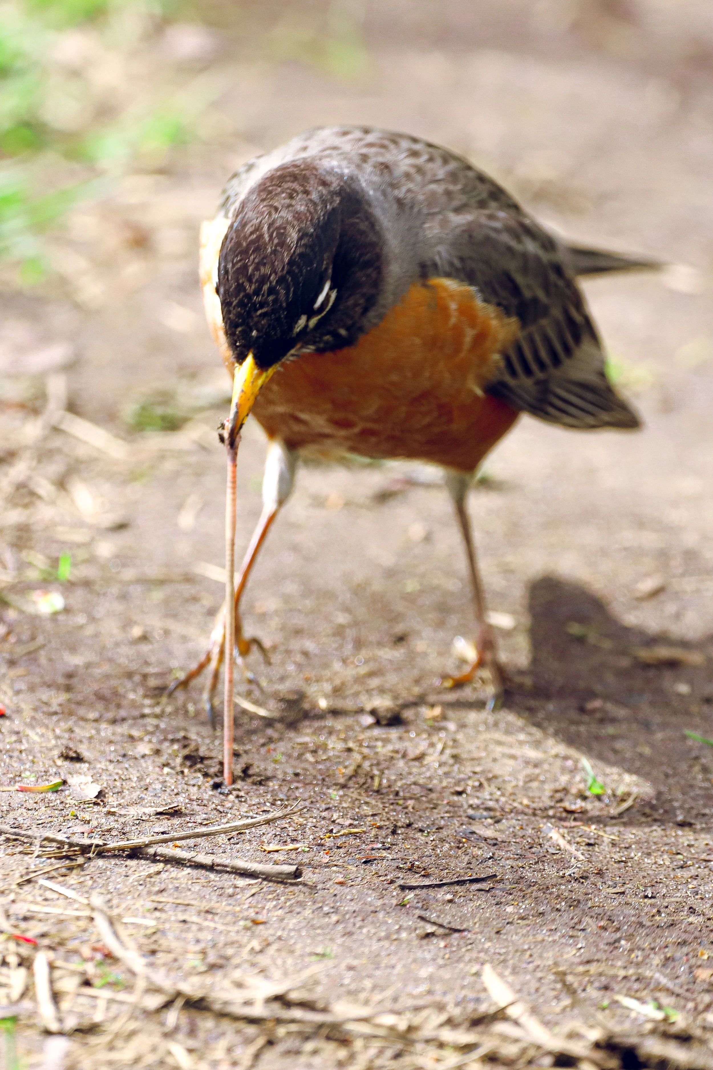 Robin with worm