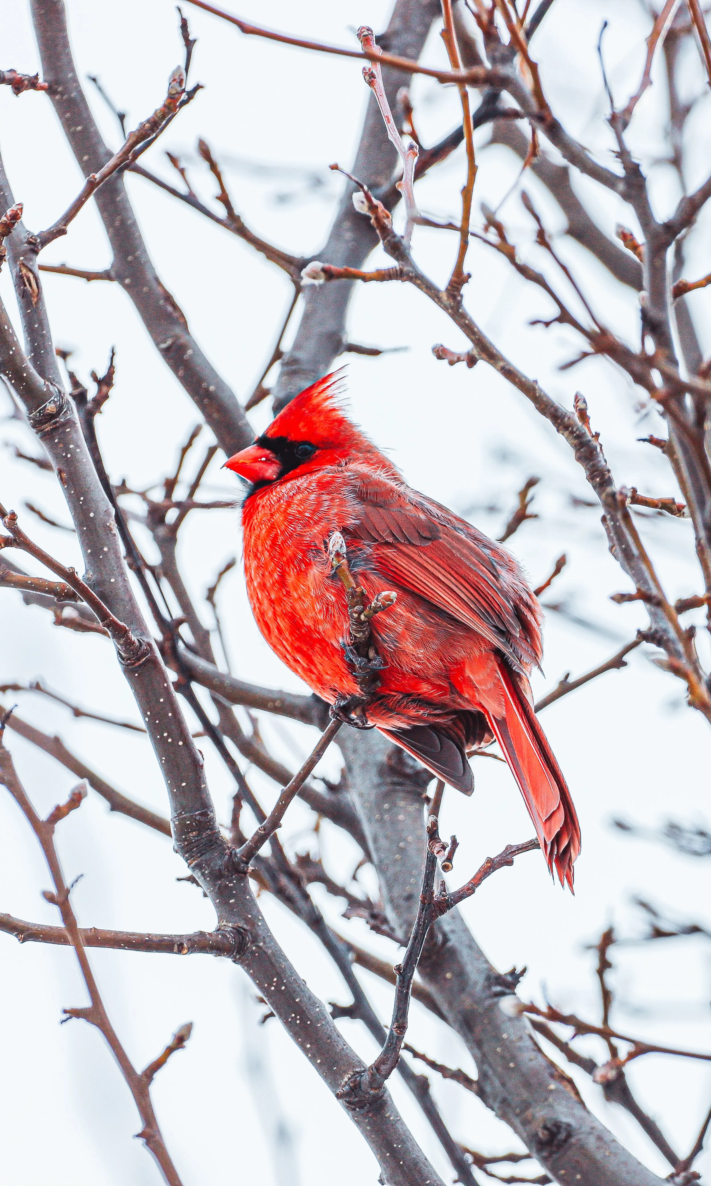 Northern cardinal
