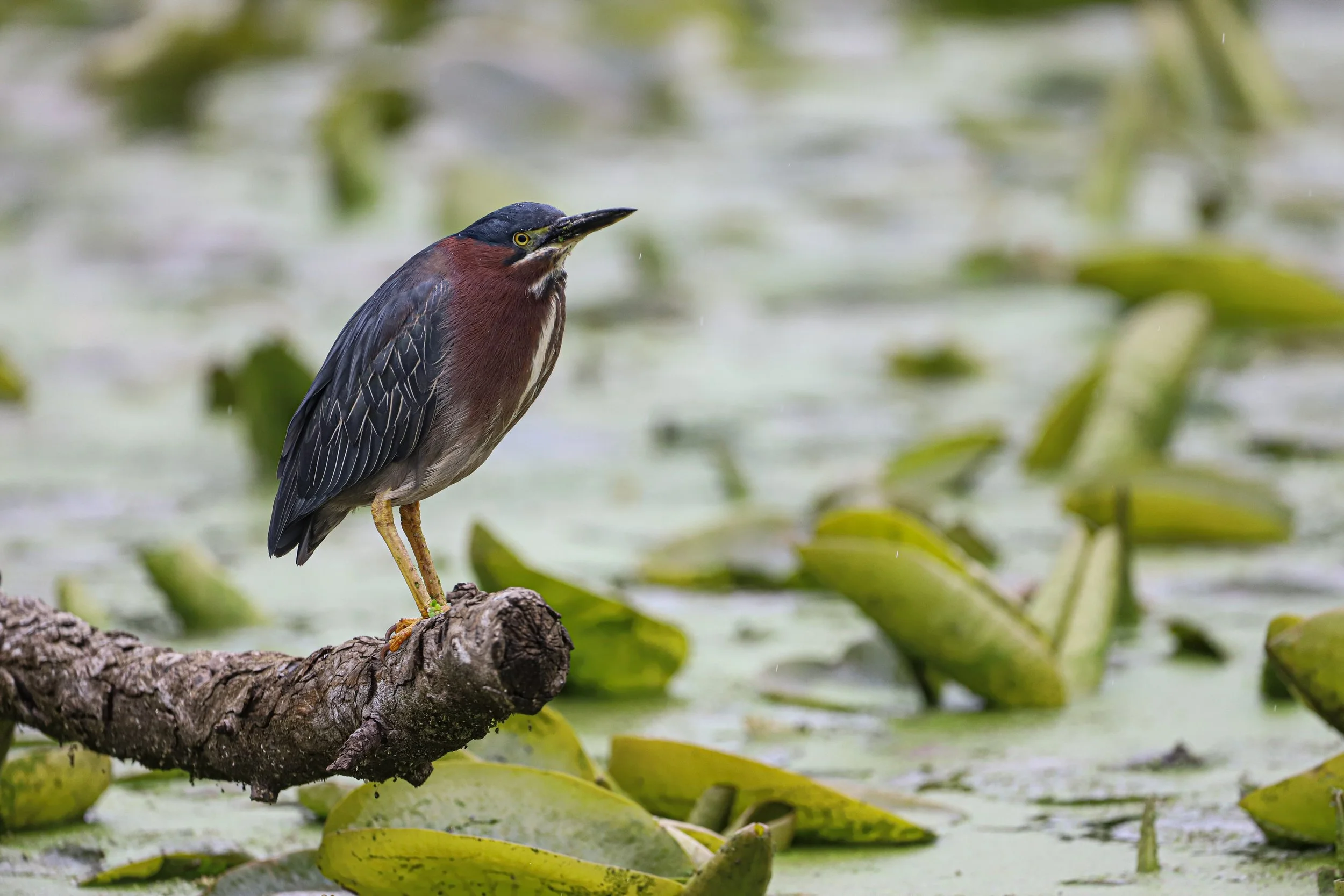 Green heron on log
