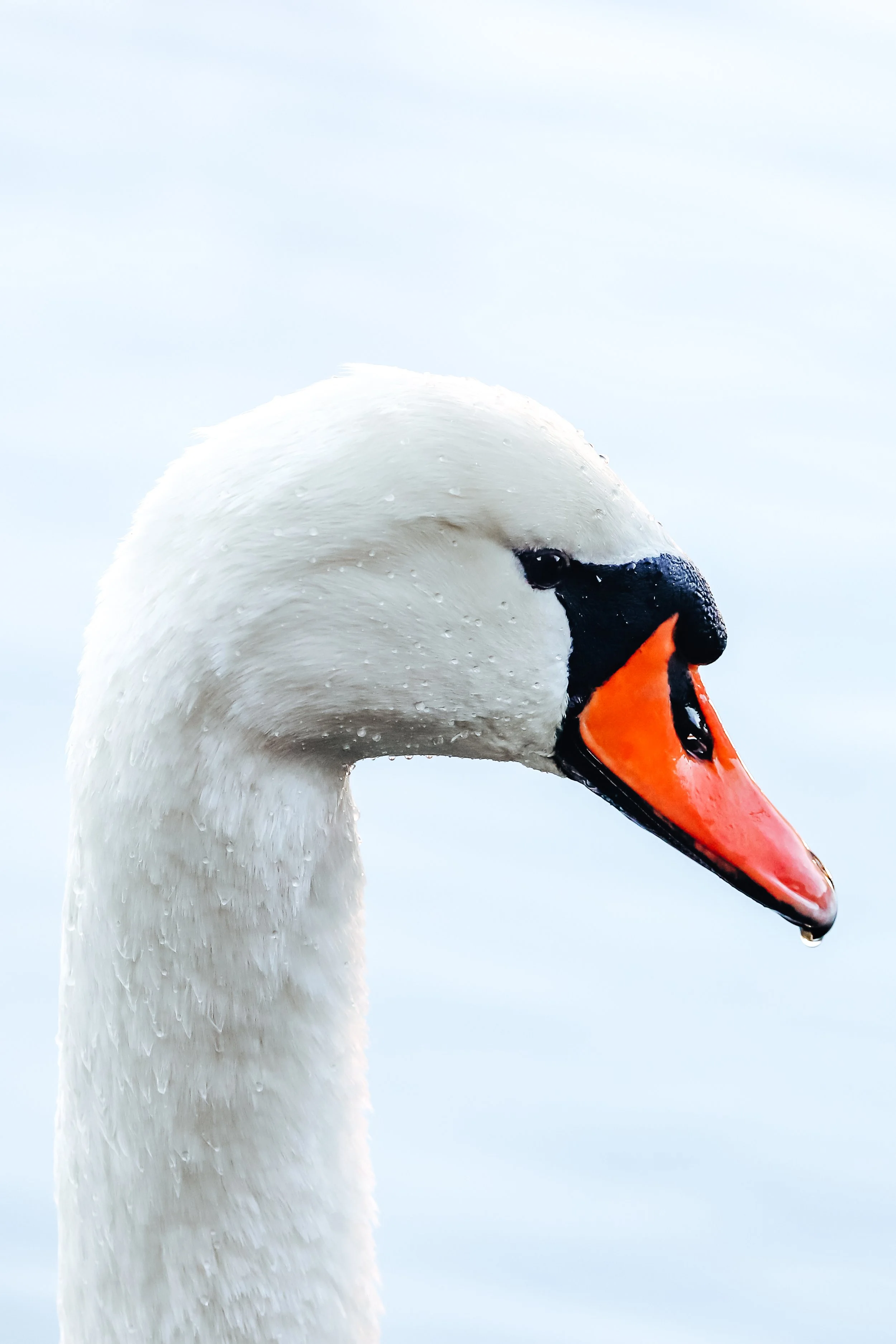 Mute swan portrait
