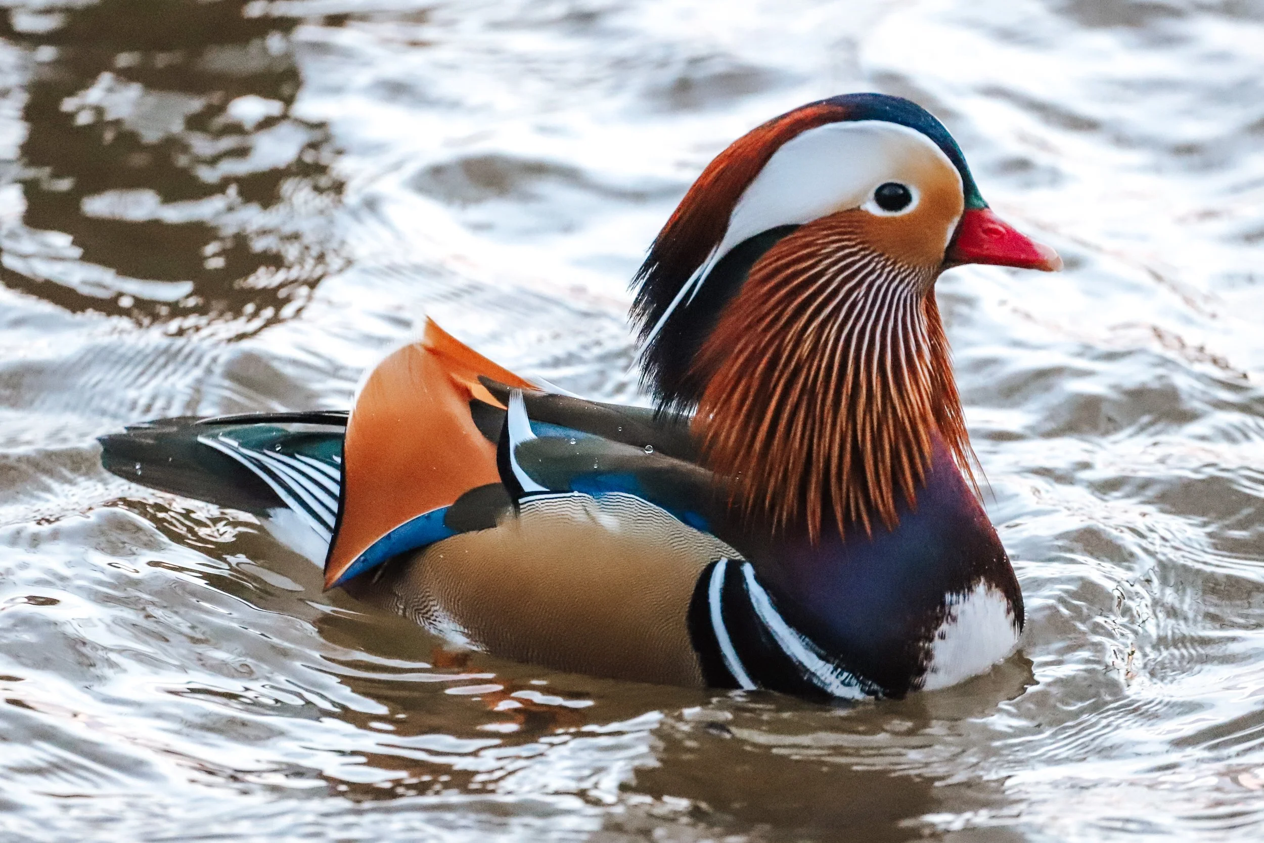 Mandarin duck