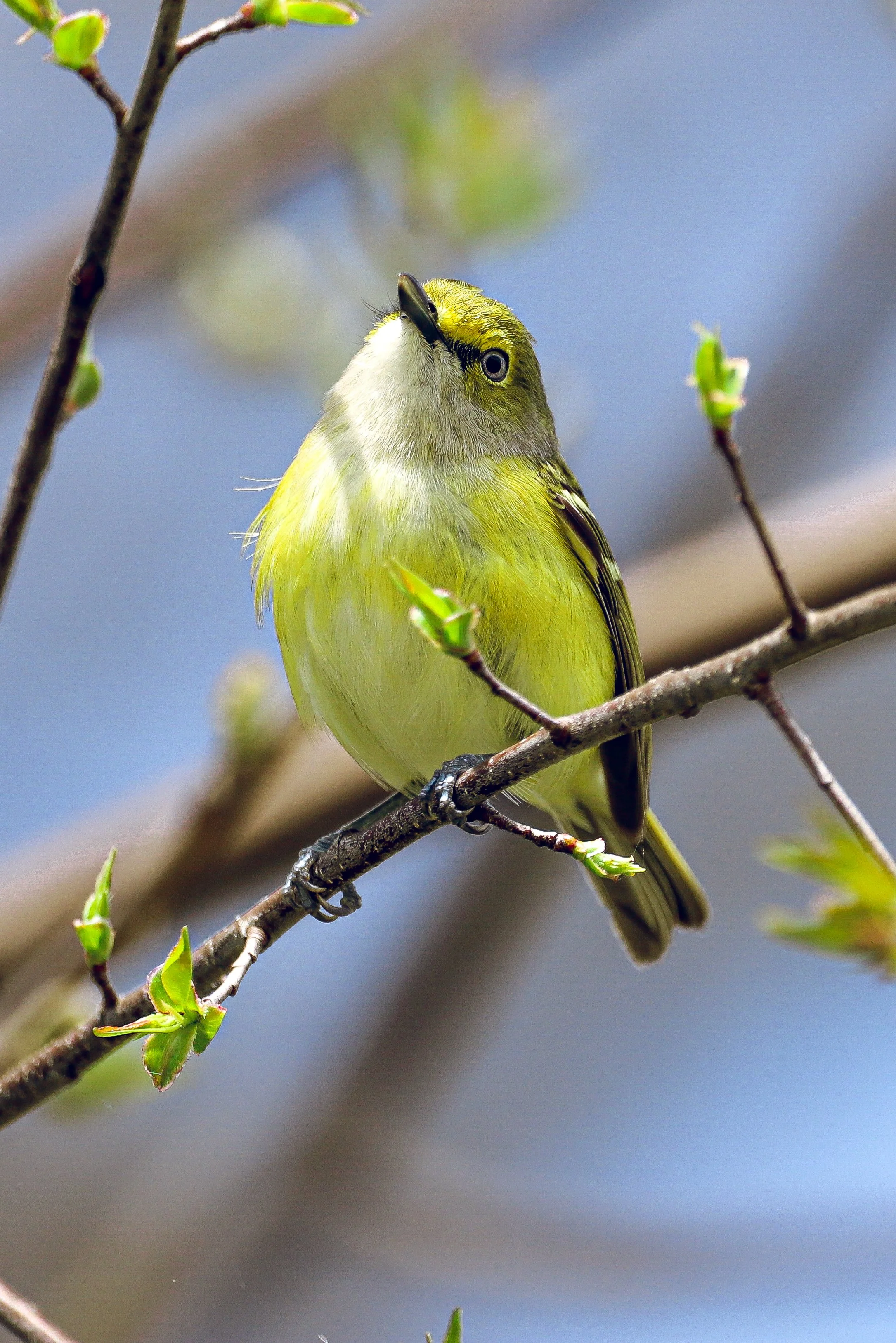 White-eyed vireo