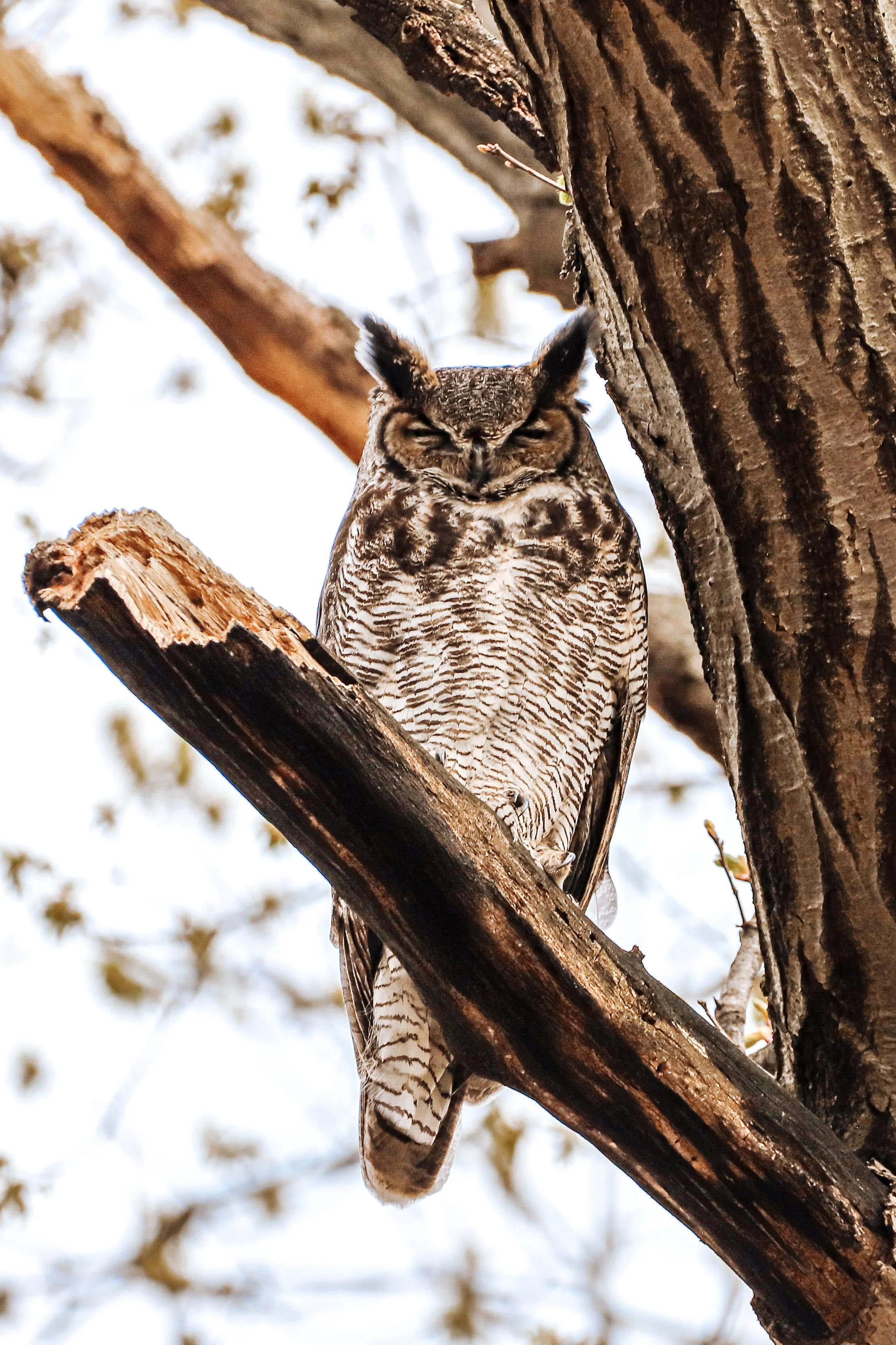 Sleeping Great-horned owl