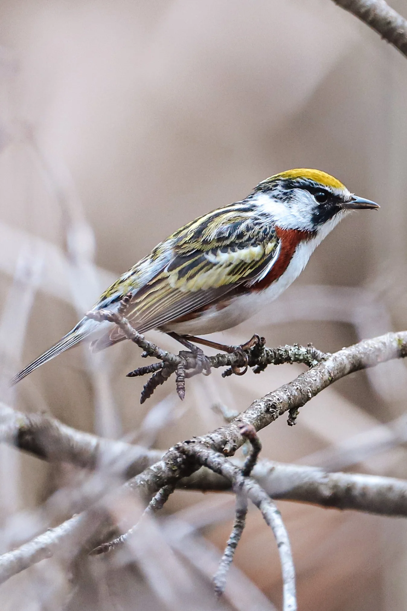 Chestnut-sided warbler