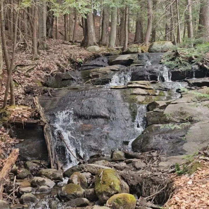 A perfect  Sunday hike in a magical forest. Life is good. 🥰