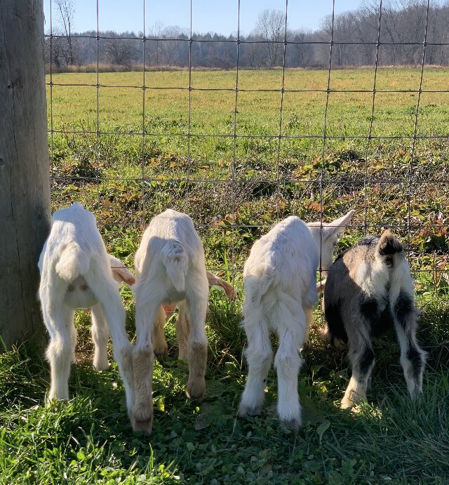 goat 2.jpeg