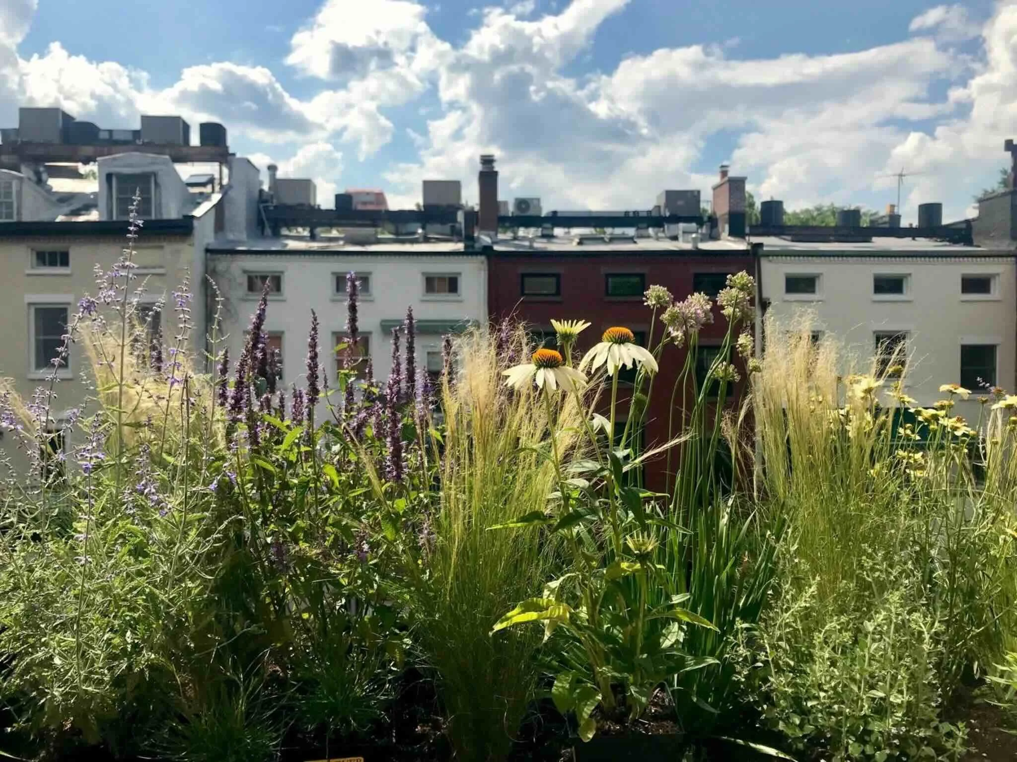 green roof in New York City designed by Alive Structures