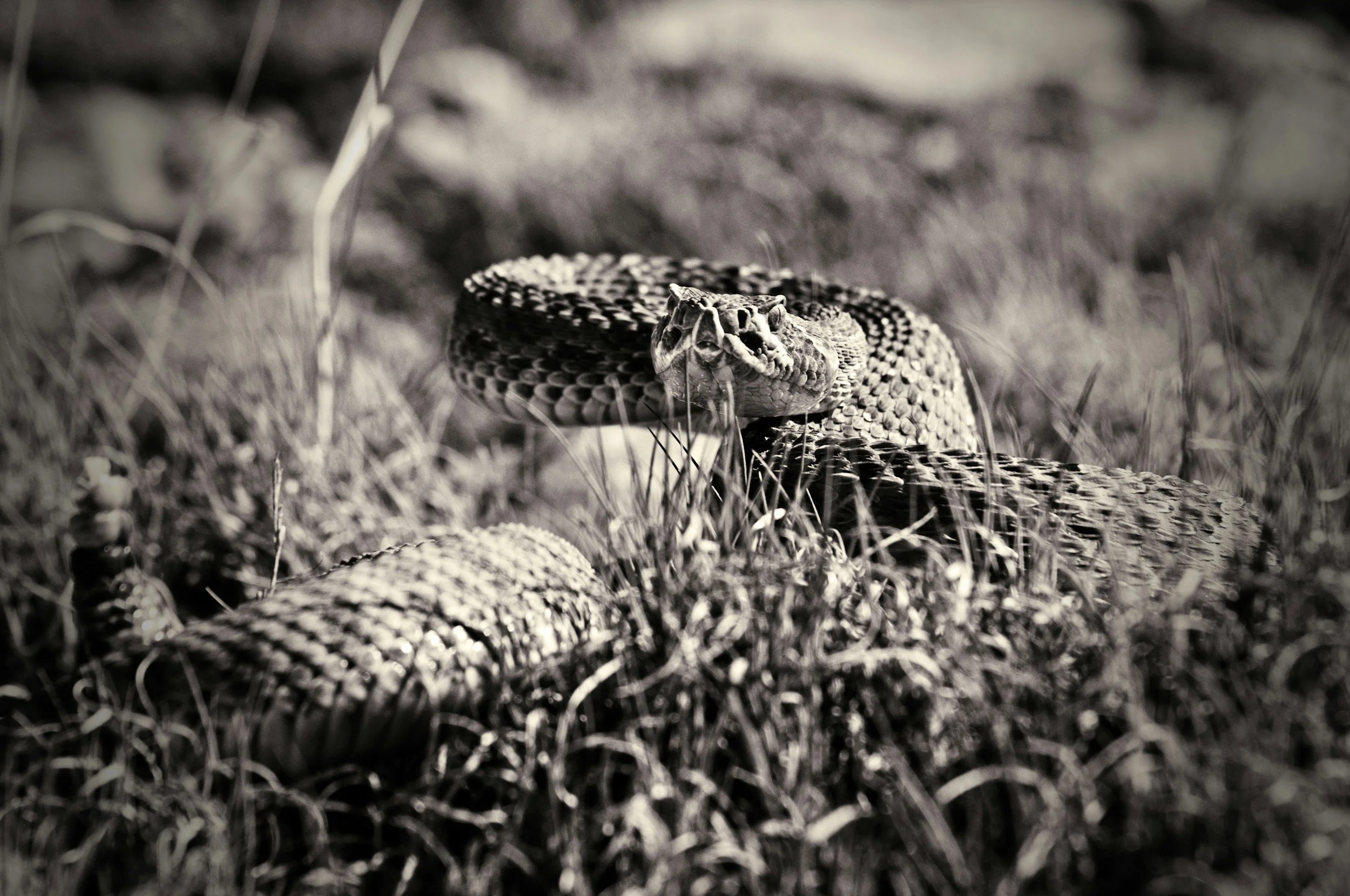 You’re taller than the snakes in the grass