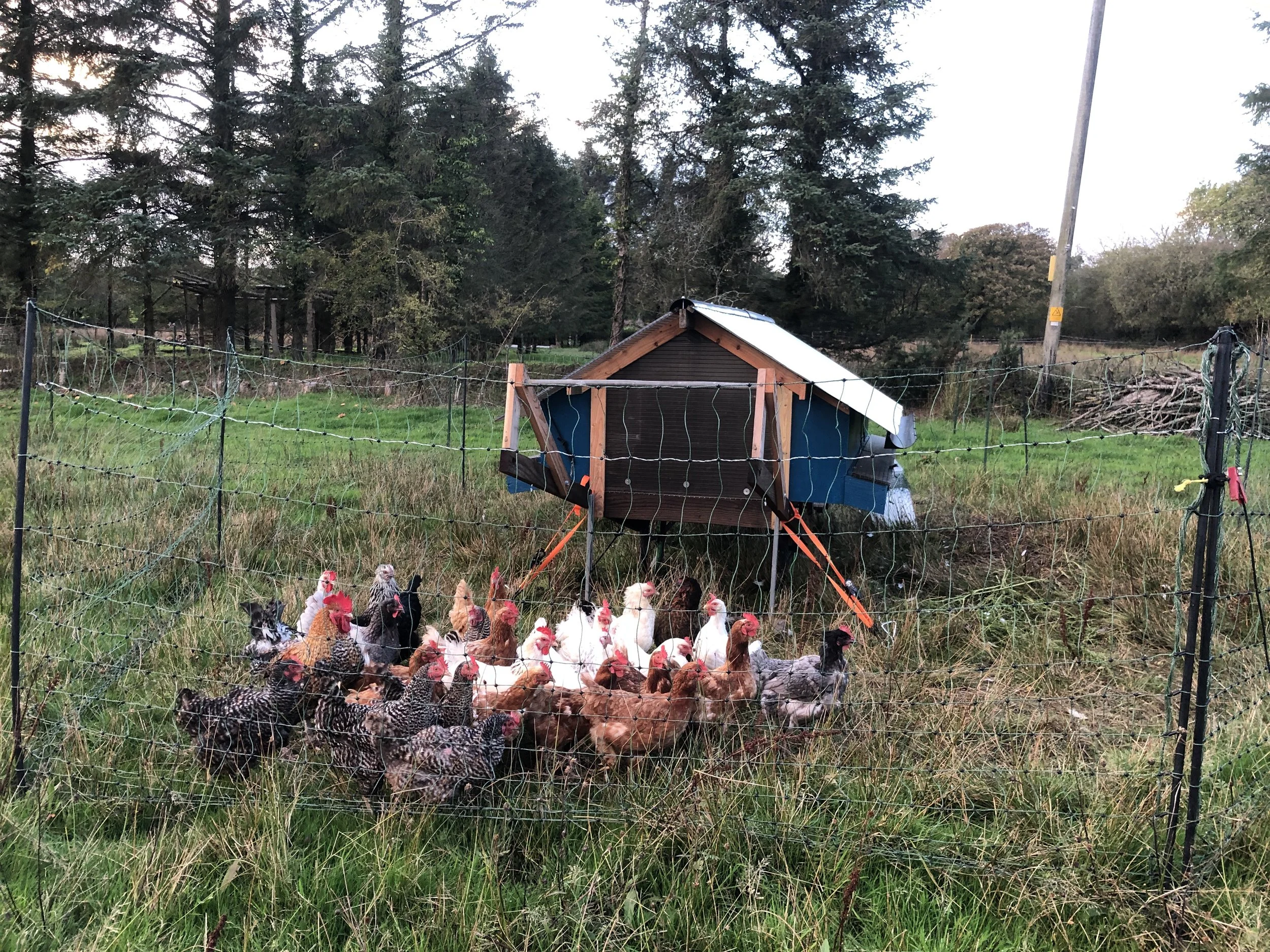 mobile hen house