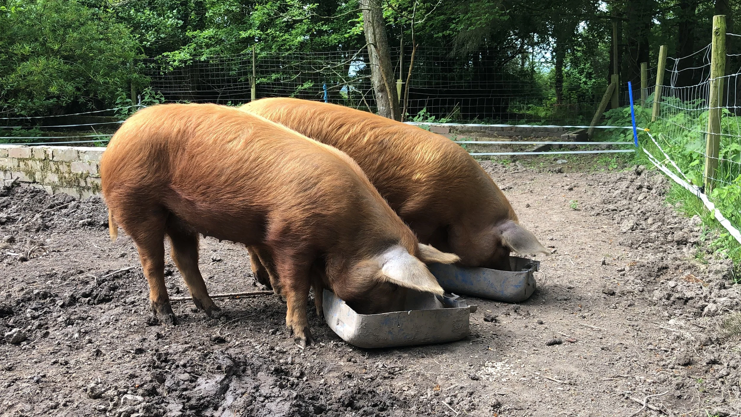farm pigs