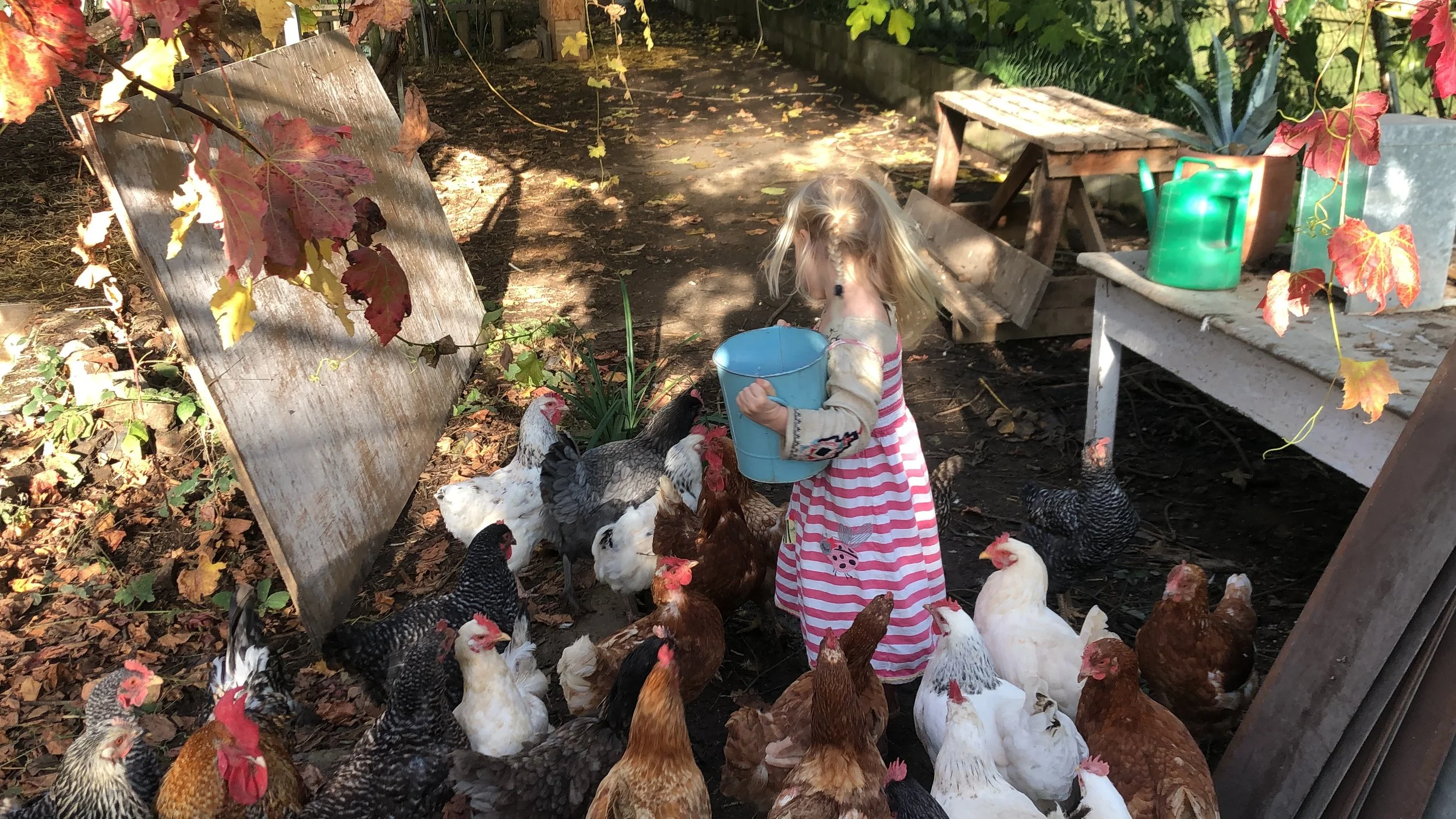 child with chickens