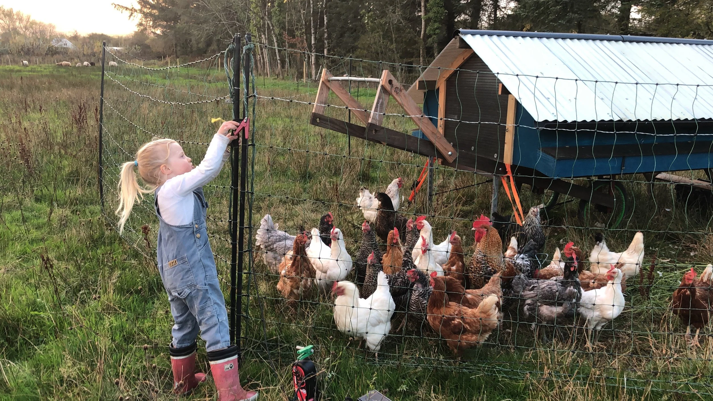 farm girl with hens