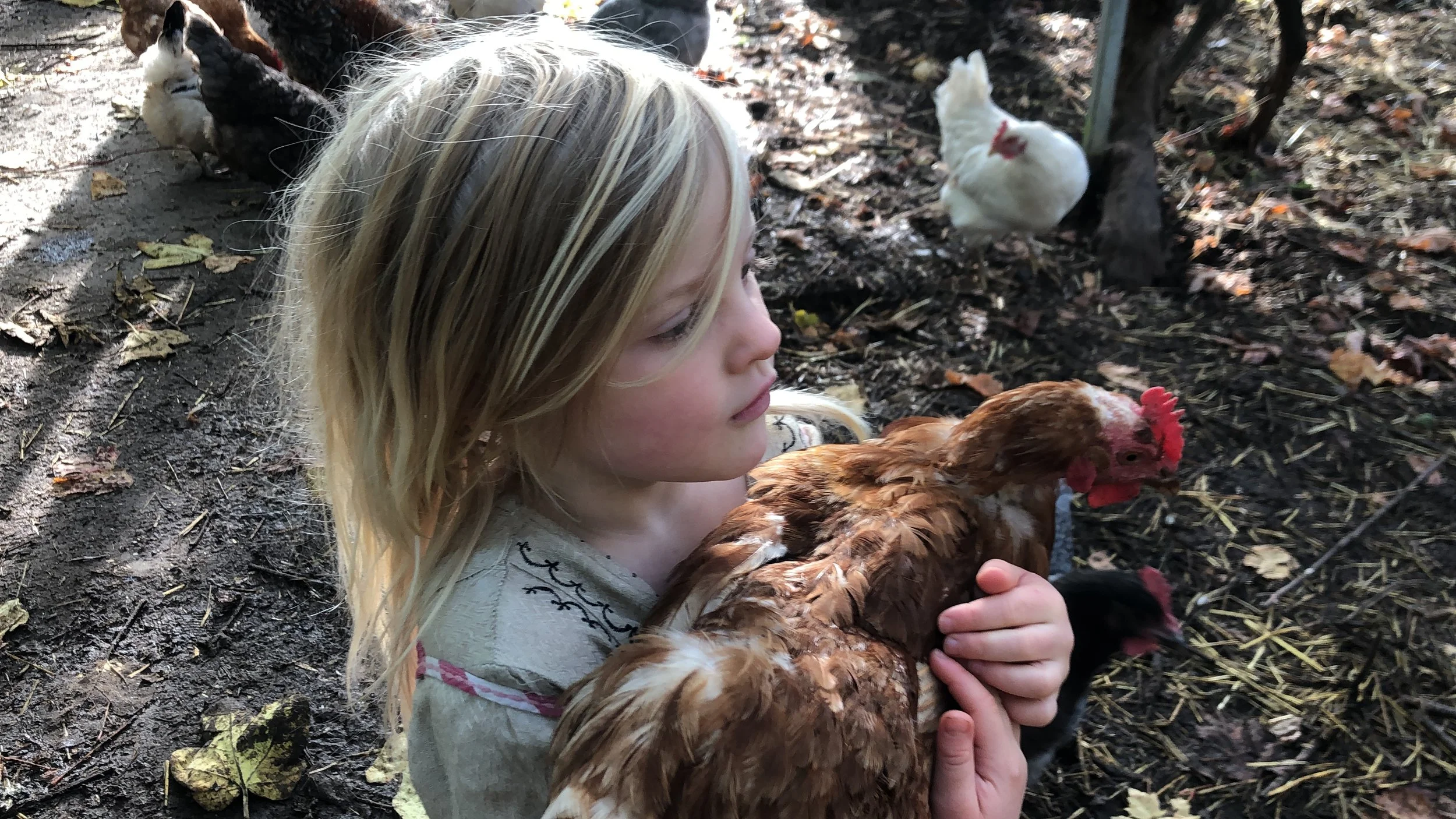 girl holding a hen on a permaculture farm