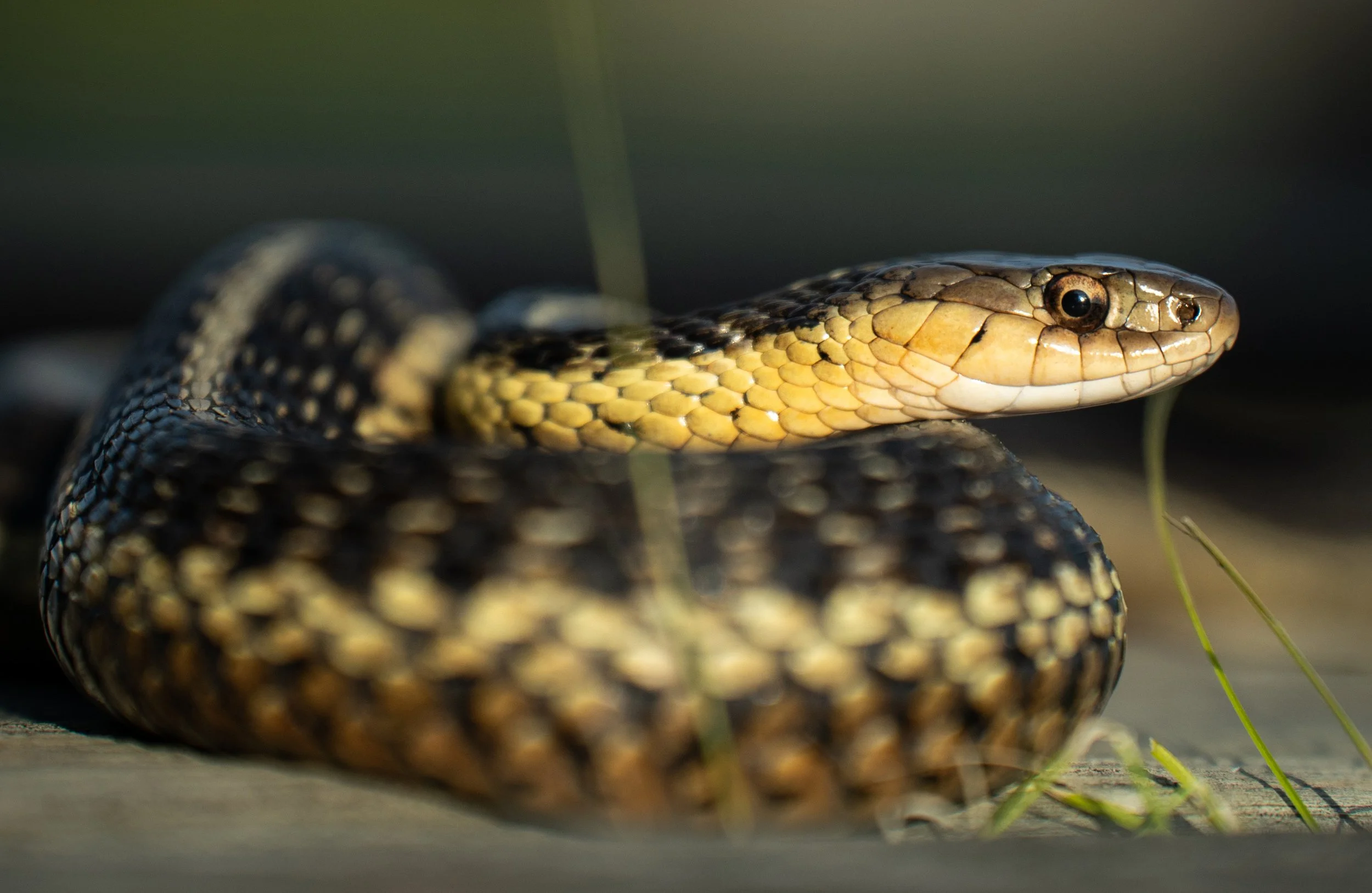 Snake 1.jpg