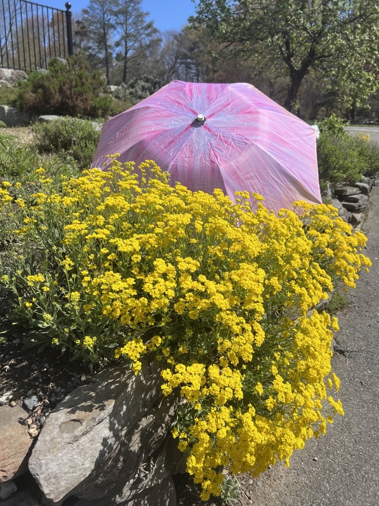 Umbrellas in the Wild
