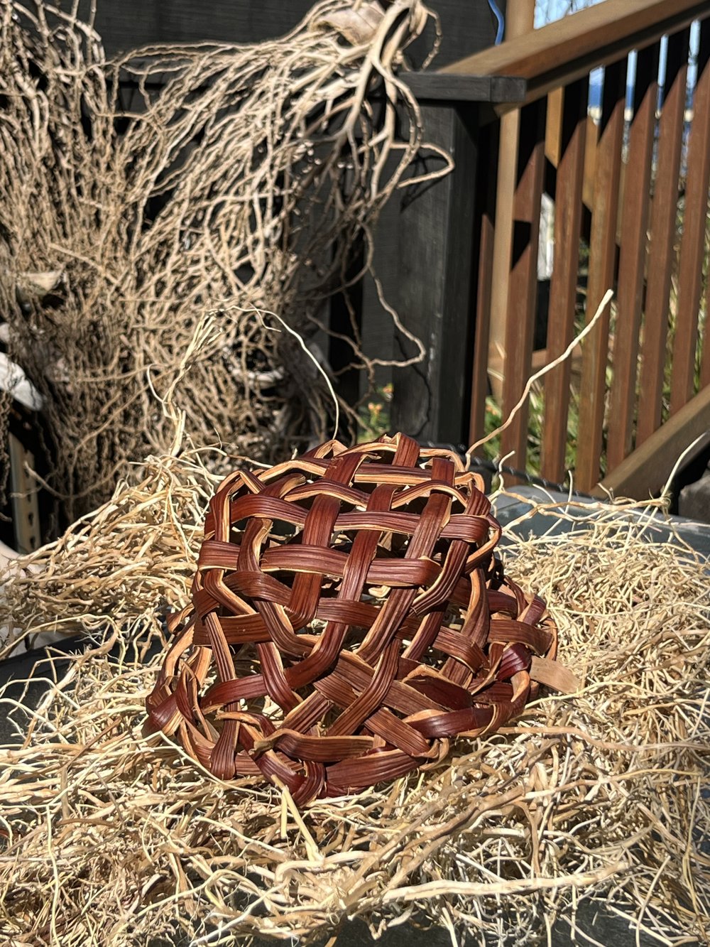 Four Corner Basket Ponytail Palm — Paula Boo