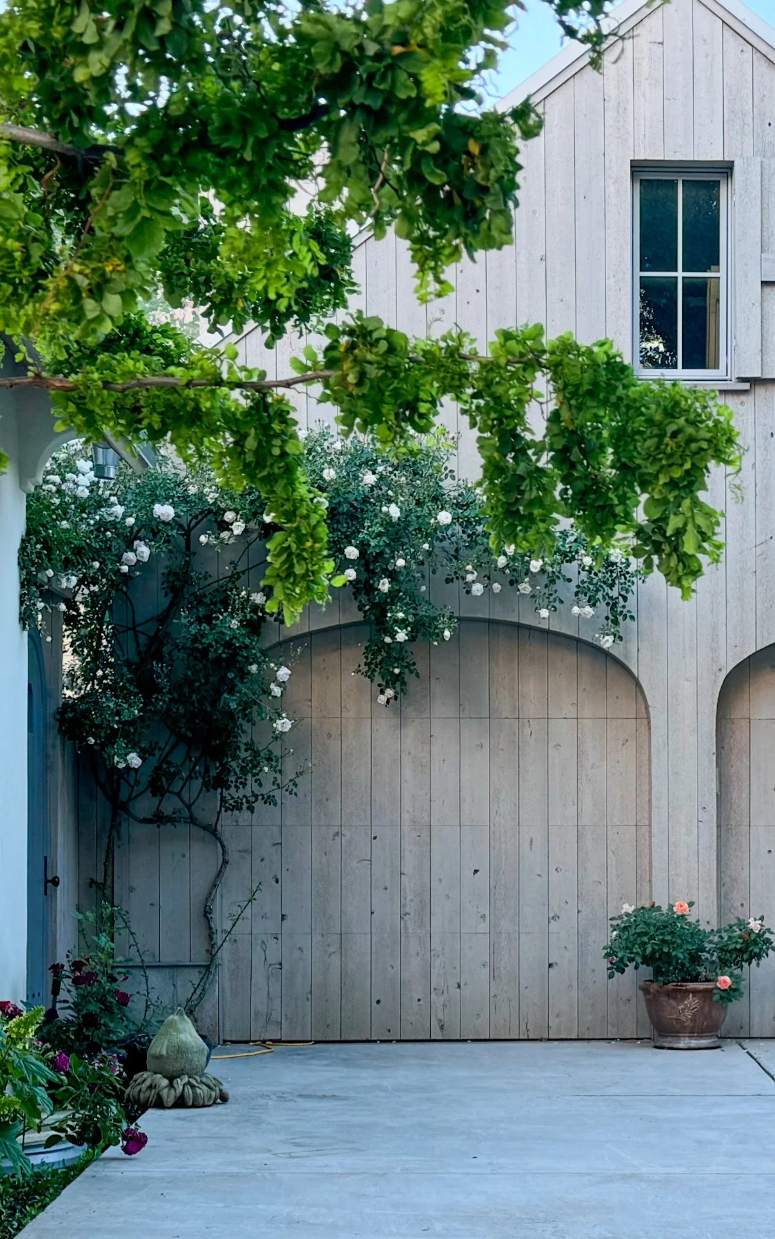 A beige wooden door with an arched top set in a white wooden wall. Above the door, there is a window with a black frame. Green tree branches with dense foliage hang over the door, and white flowering plants grow along the wall. A large flowerpot with pink roses is placed on the ground to the right of the door, and other potted plants are visible at the bottom left corner.