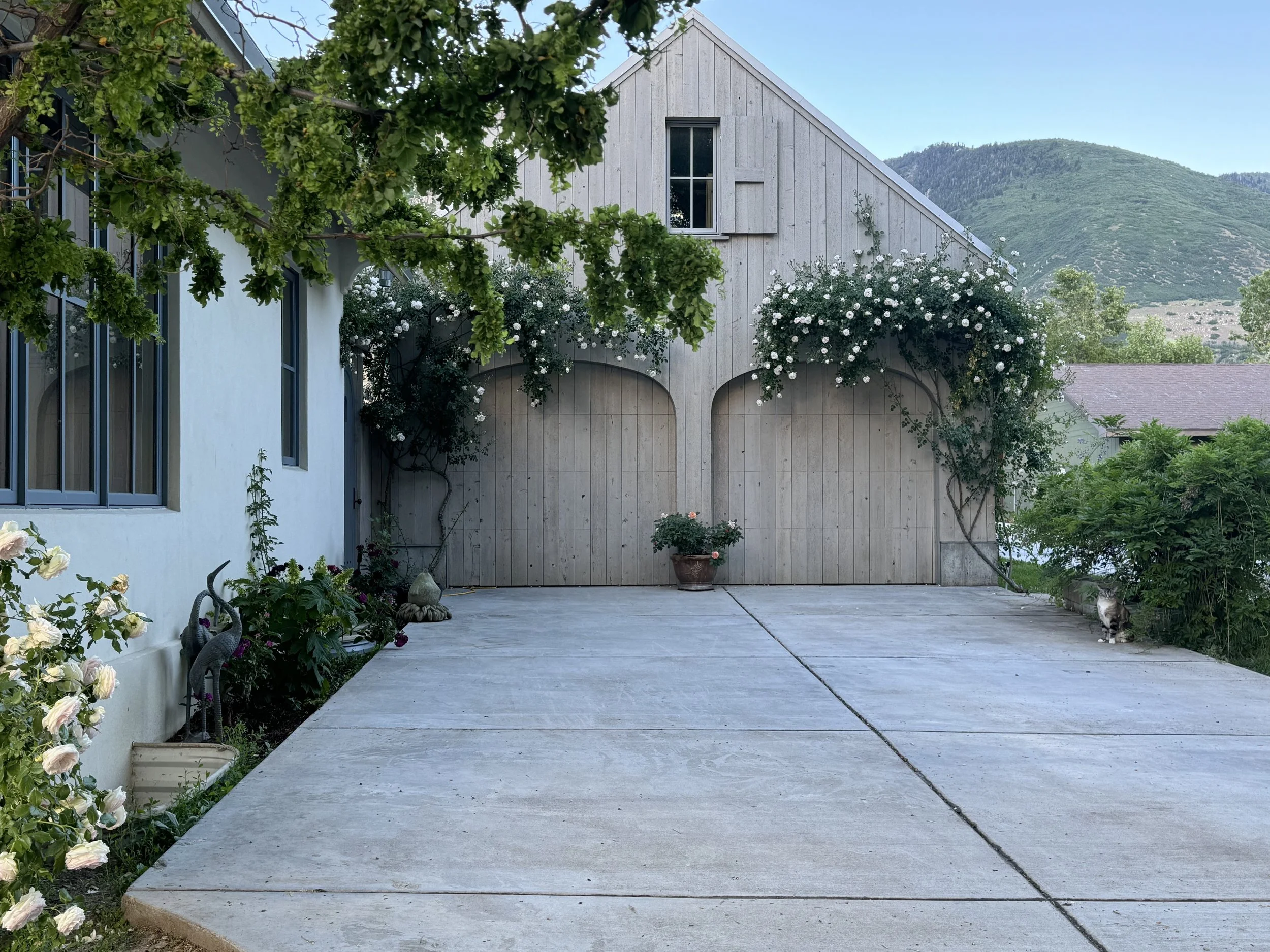 White house with a wooden garage door, surrounded by blooming white roses and greenery, with a mountain in the background and a cat near bushes on the right.