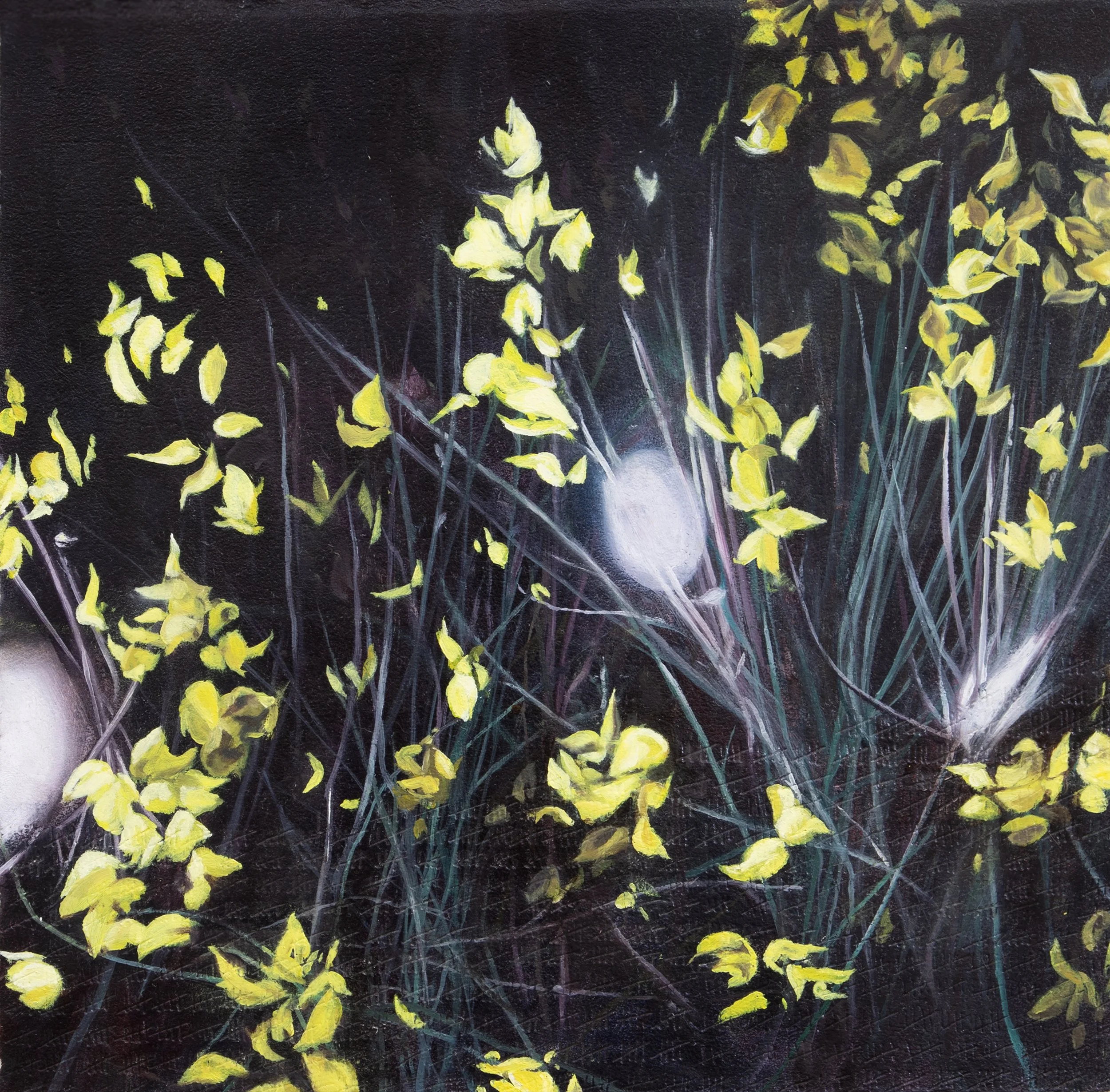 Up close shot of yellow flowering plants with orbs of lights shining through
