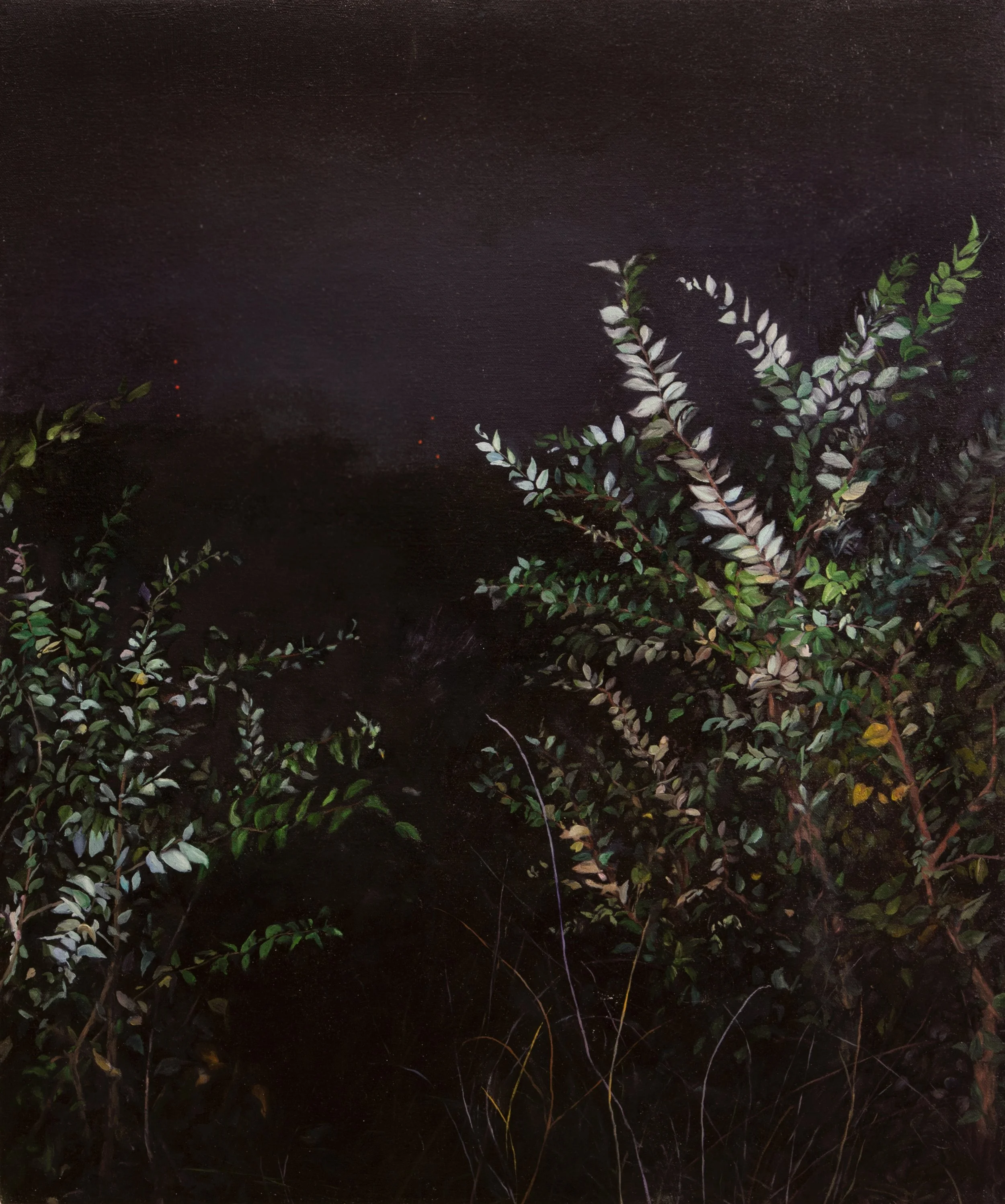 Looking between colorful bushes at night