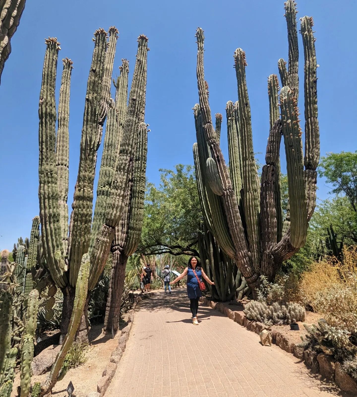 What a lovely way to start a conference. I visited the Desert Botanical Garden in Phoenix before Day 1 of @tyausa1965