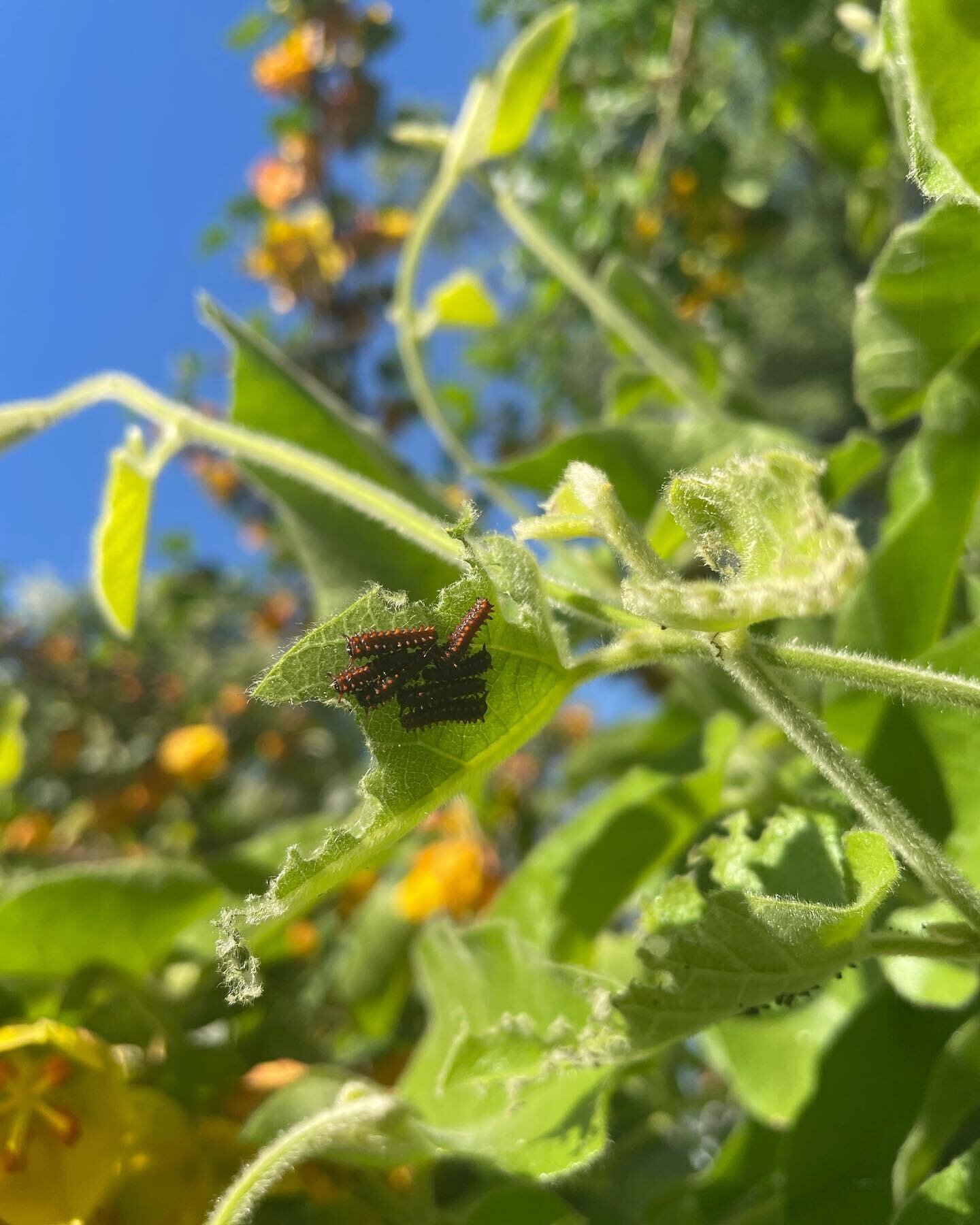 Pipevine swallowtail update! 3 weeks later we have tiny caterpillars munching on the Pipevine.