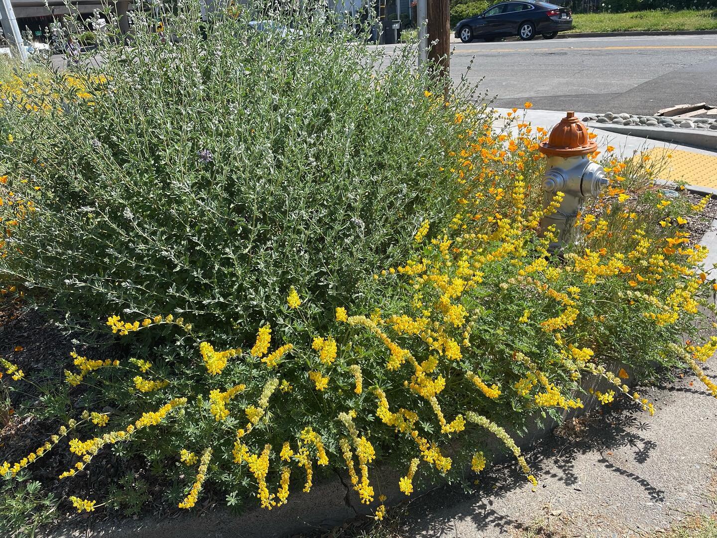 Want to come help us out at our volunteer site and take home some wildflower seeds? We need help weeding on Saturday, May 13 at the corner of Truckee Way and 34th St. in Oak Park. Starts at 9 am. Come out, it&rsquo;ll be fun!