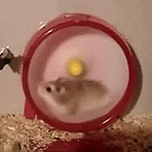 A hamster running at full speed inside a wheel, going nowhere