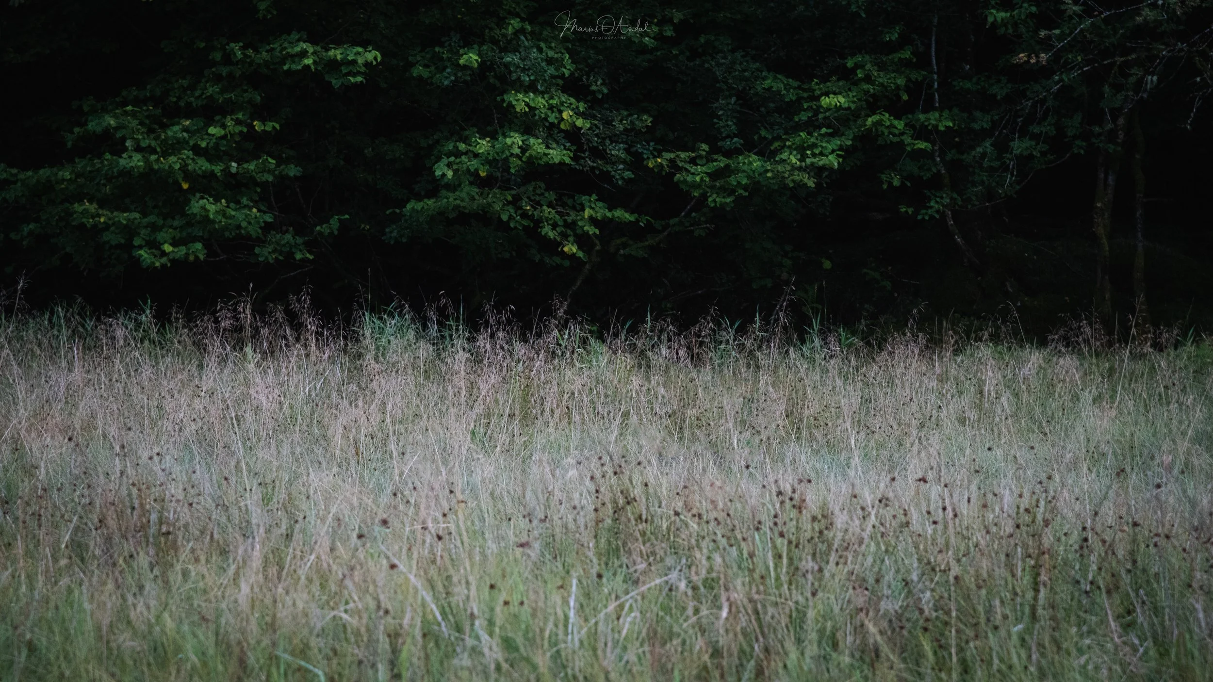 DSC_5642-Edit.jpg