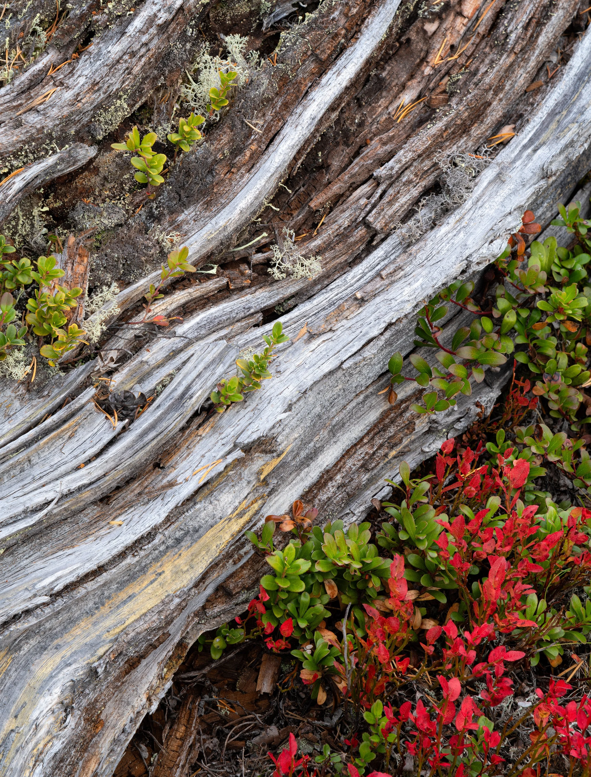 _DSC7955-Edit.jpg