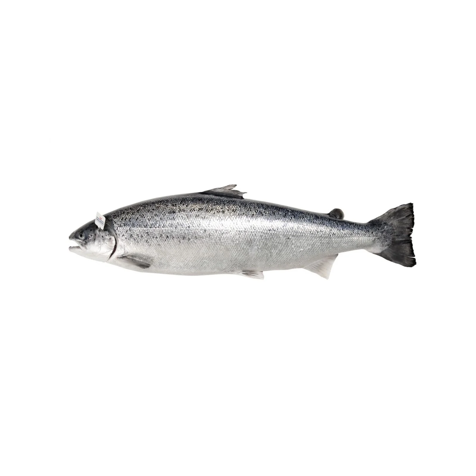 Cod