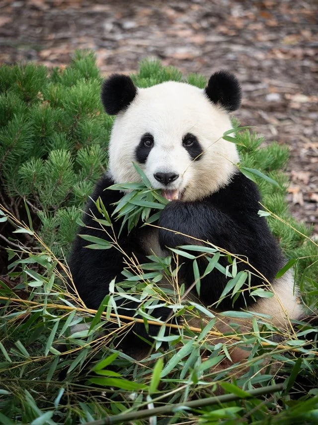 Toy Making: Make a Panda