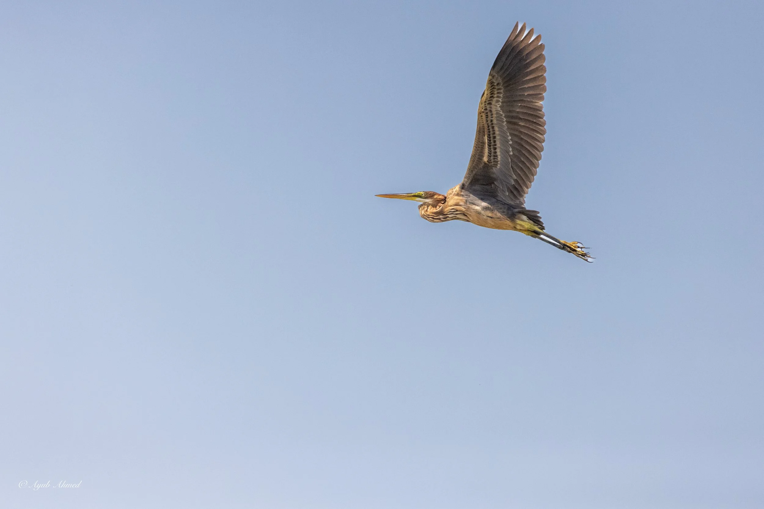 Purple Heron.jpg