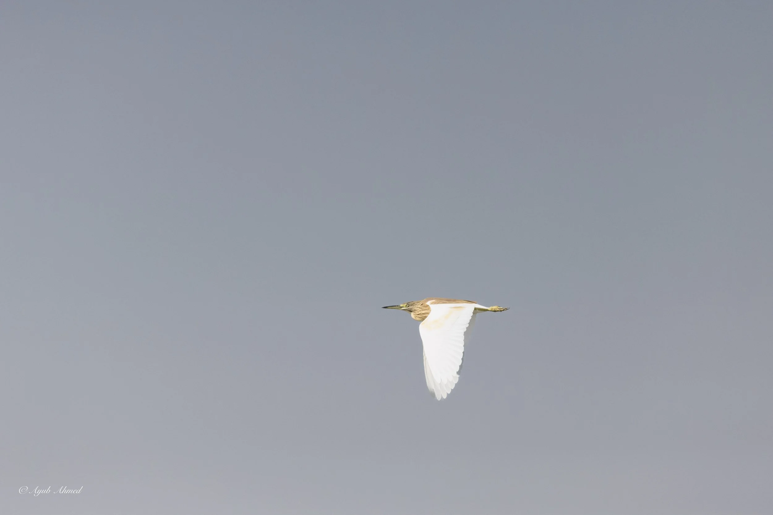 Squacco Heron.jpg