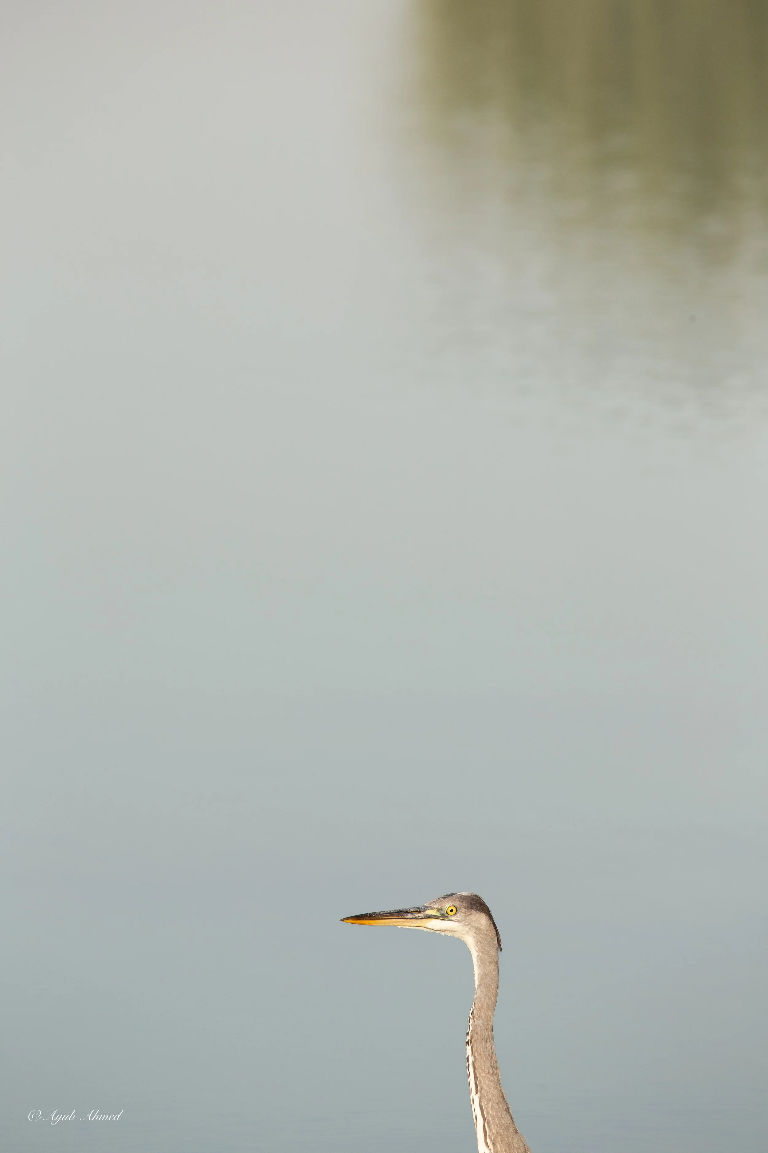 _MG_4096.jpg