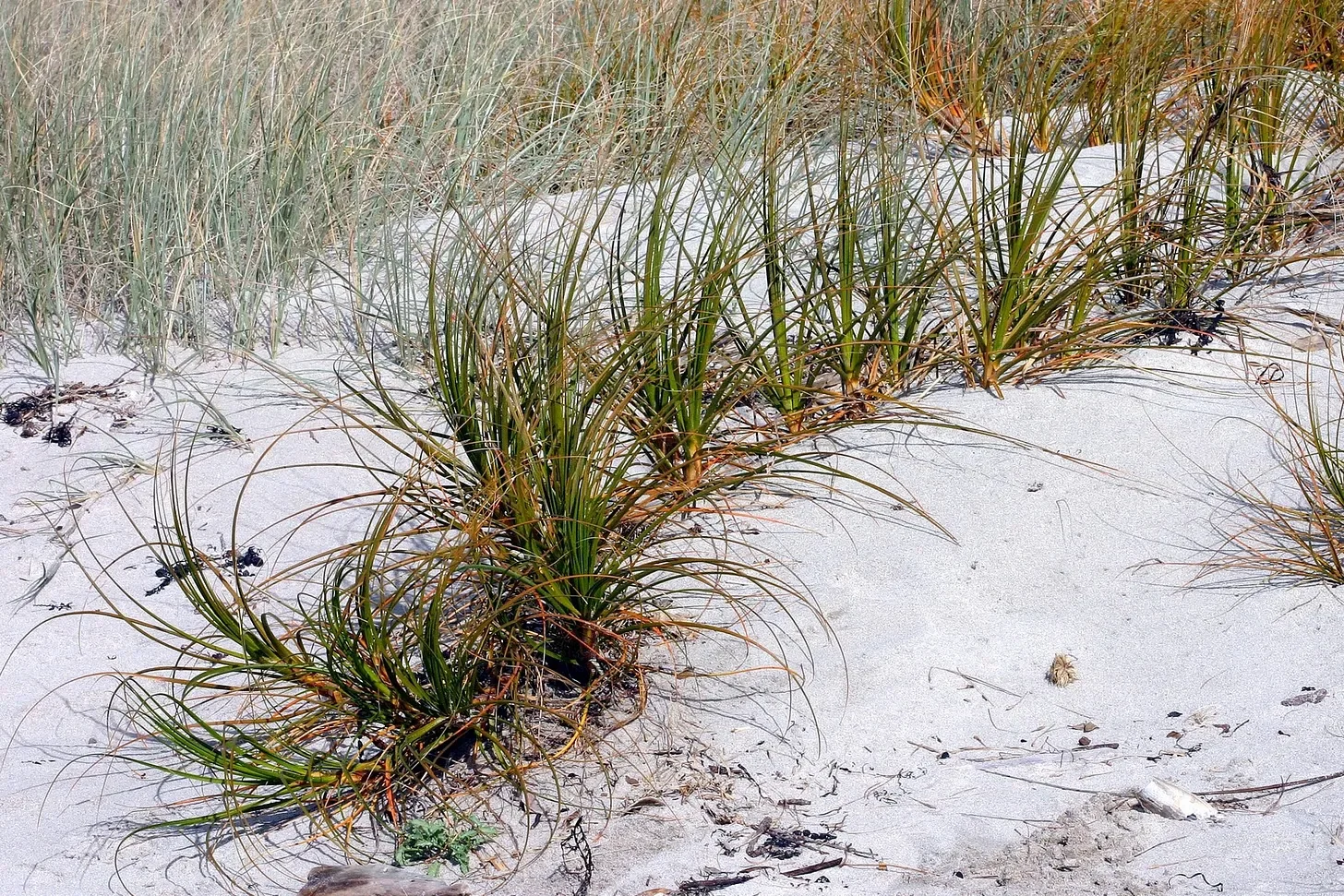 Tracing the Contours of the Movement