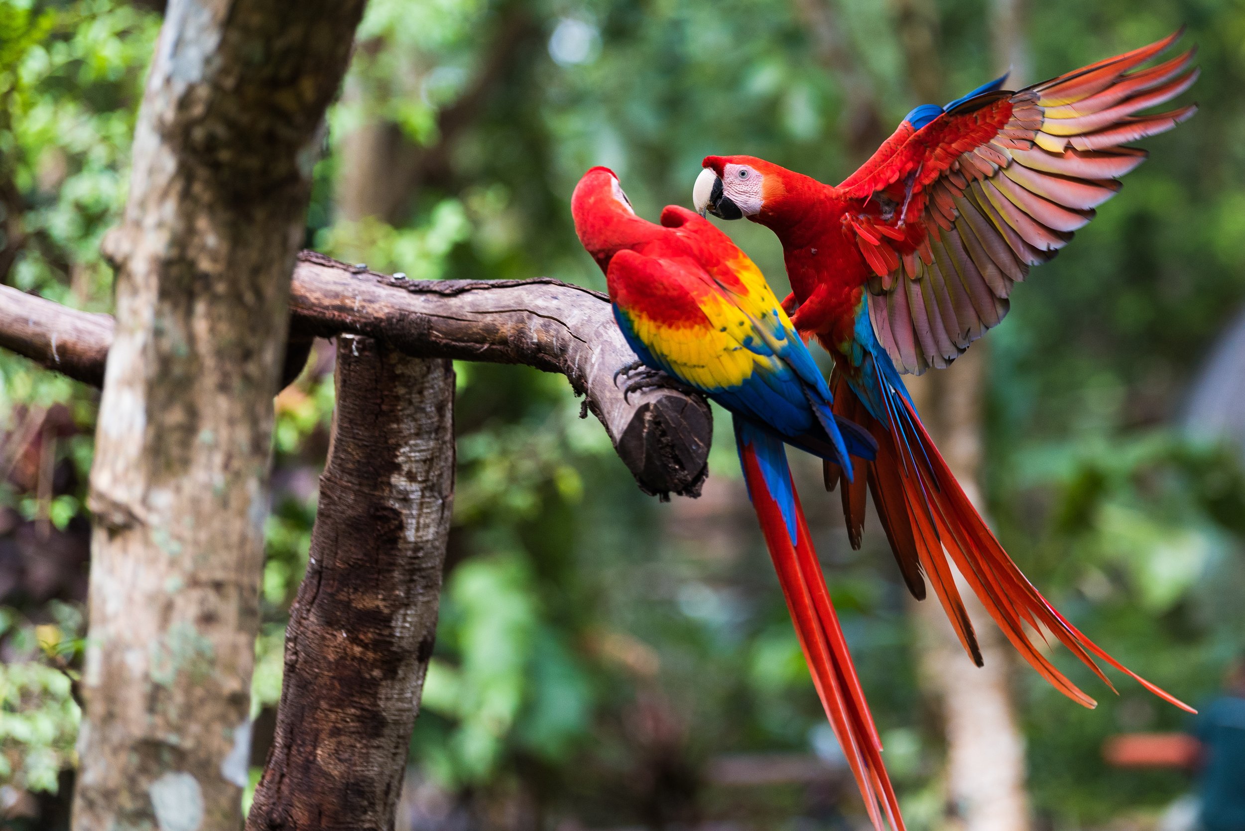 Dos guacamayas de colores brillantes posadas en una rama en un entorno de selva.
