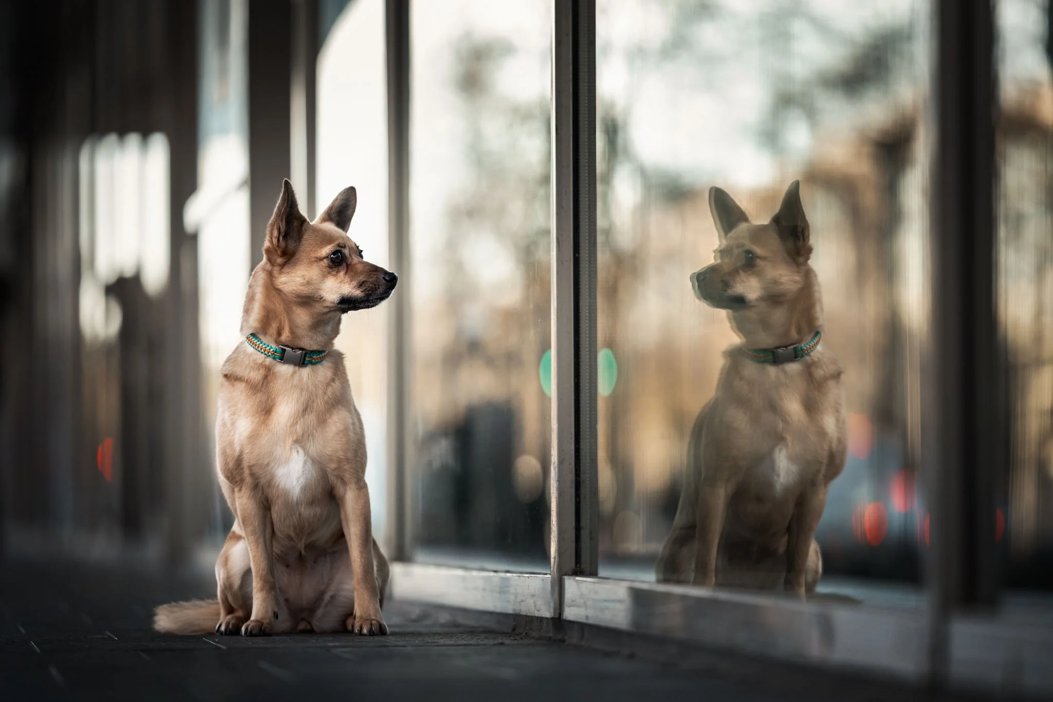 Hondenfotograaf Rotterdam maakt pure en natuurlijke foto's met gevoel in de stad