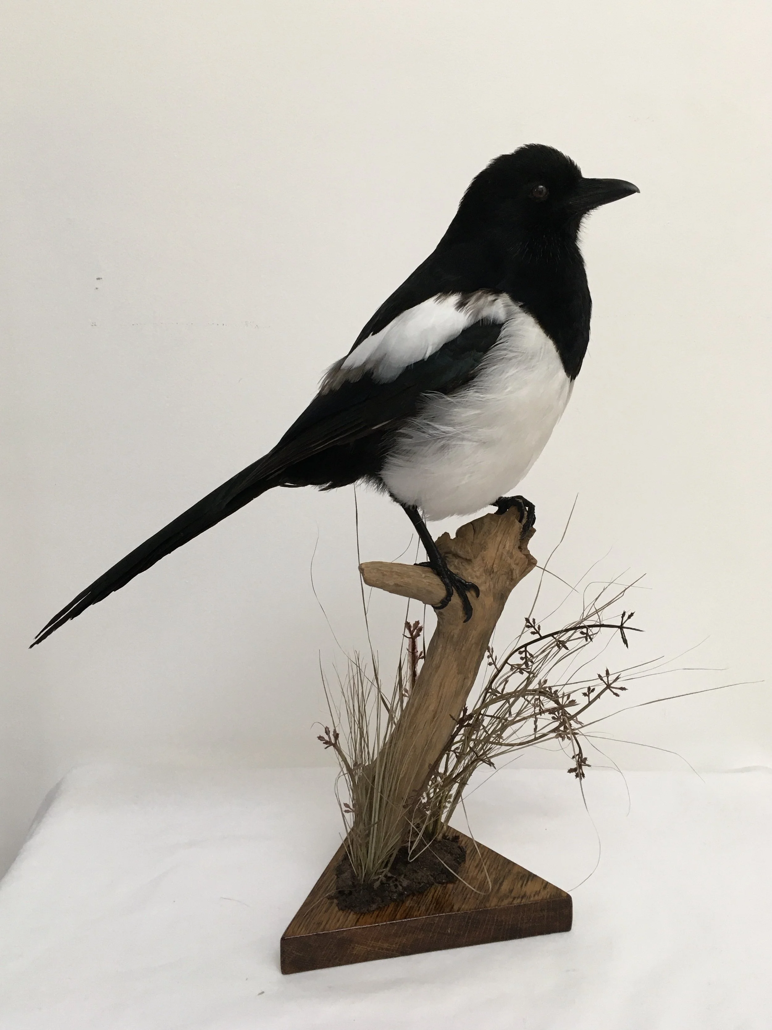 magpie wings closed.jpeg